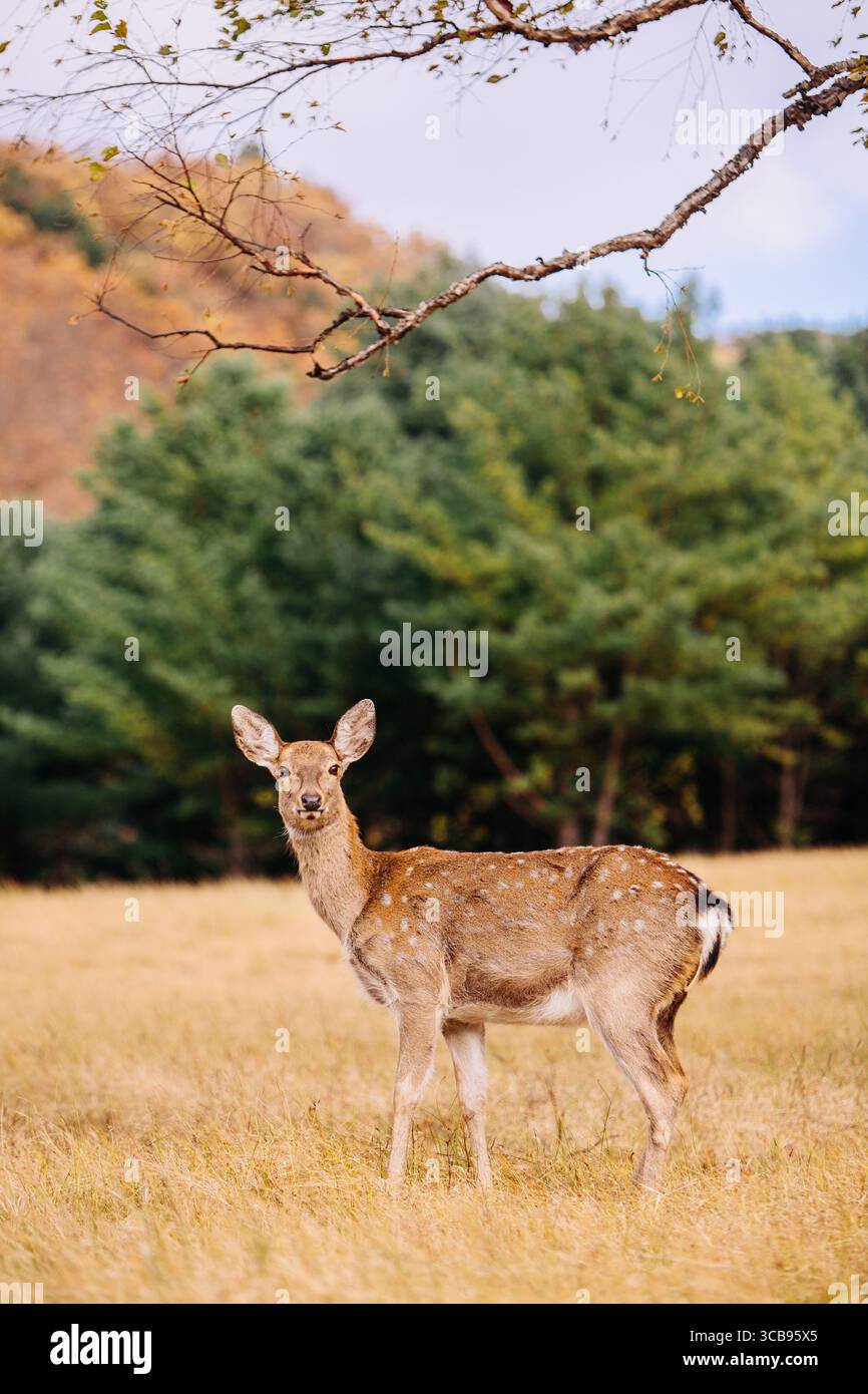 Da sieht Sika-Hirsch in die Kamera. Stockfoto