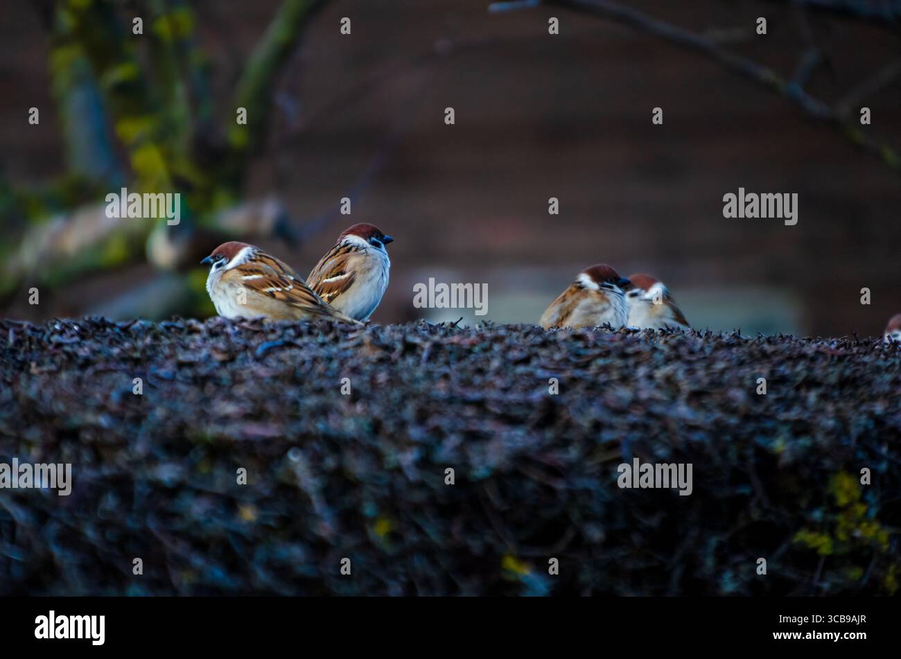 Spatzen auf Dornzweigen im goldenen Sonnenlicht des frühen morgens. Vögel im Ruhezustand, warmes Licht, Tele-Aufnahme, ländliche Umgebung, Naturfotografie, Stockfoto