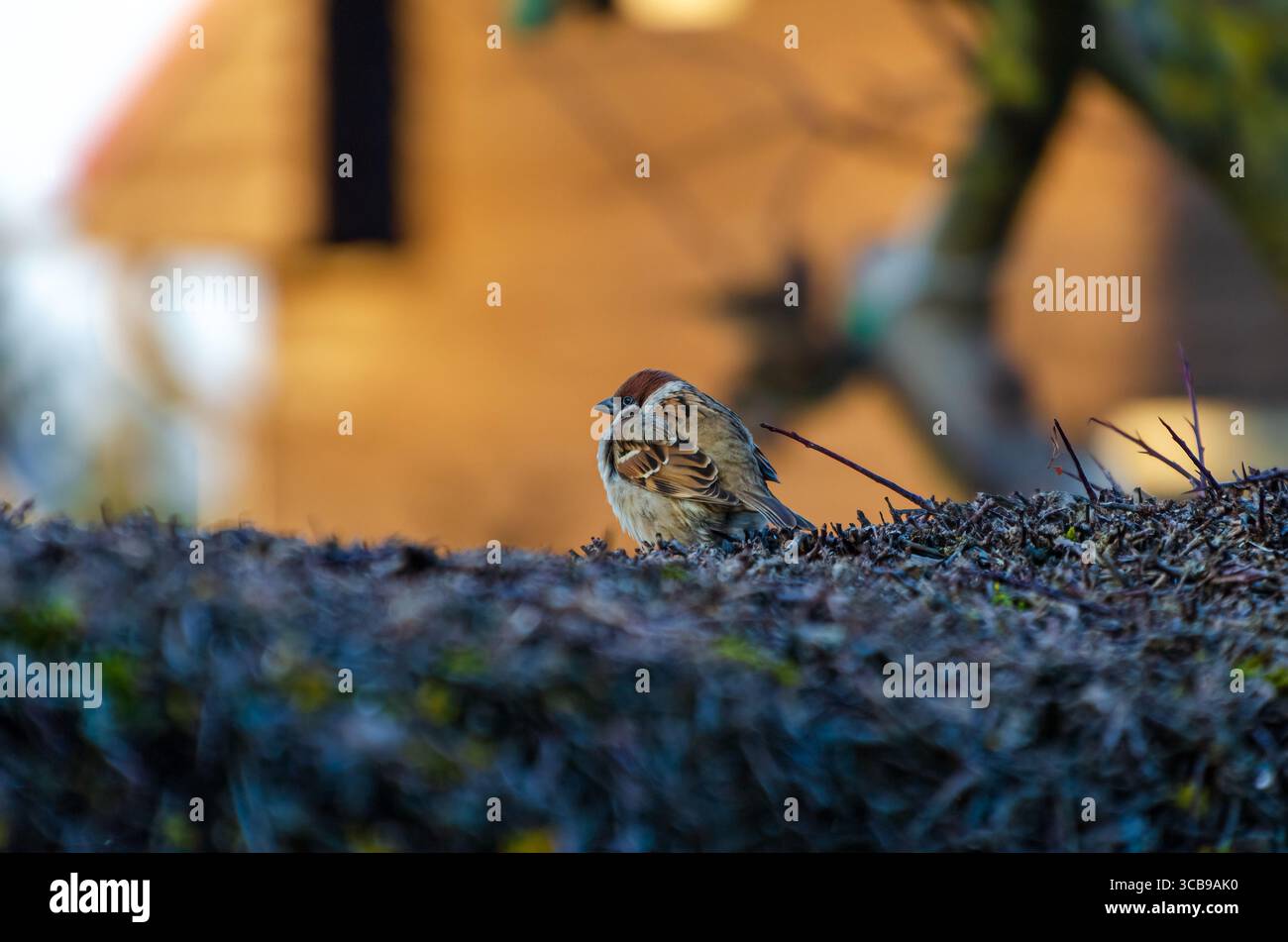 Spatzen auf Dornzweigen im goldenen Sonnenlicht des frühen morgens. Vögel im Ruhezustand, warmes Licht, Tele-Aufnahme, ländliche Umgebung, Naturfotografie, Stockfoto