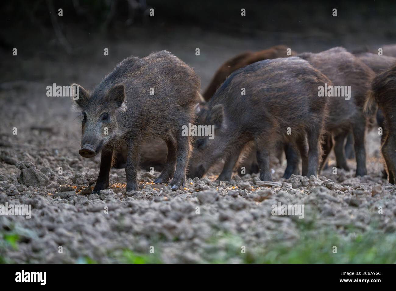 Wachsame Ferkelbeobachtung, während andere junge Wildschweine auf trockenem Waldboden fressen Stockfoto