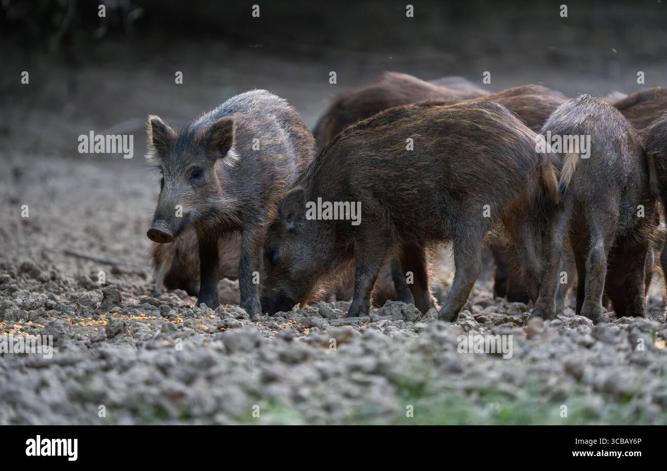 Wachsame Ferkelbeobachtung, während andere junge Wildschweine auf trockenem Waldboden fressen Stockfoto