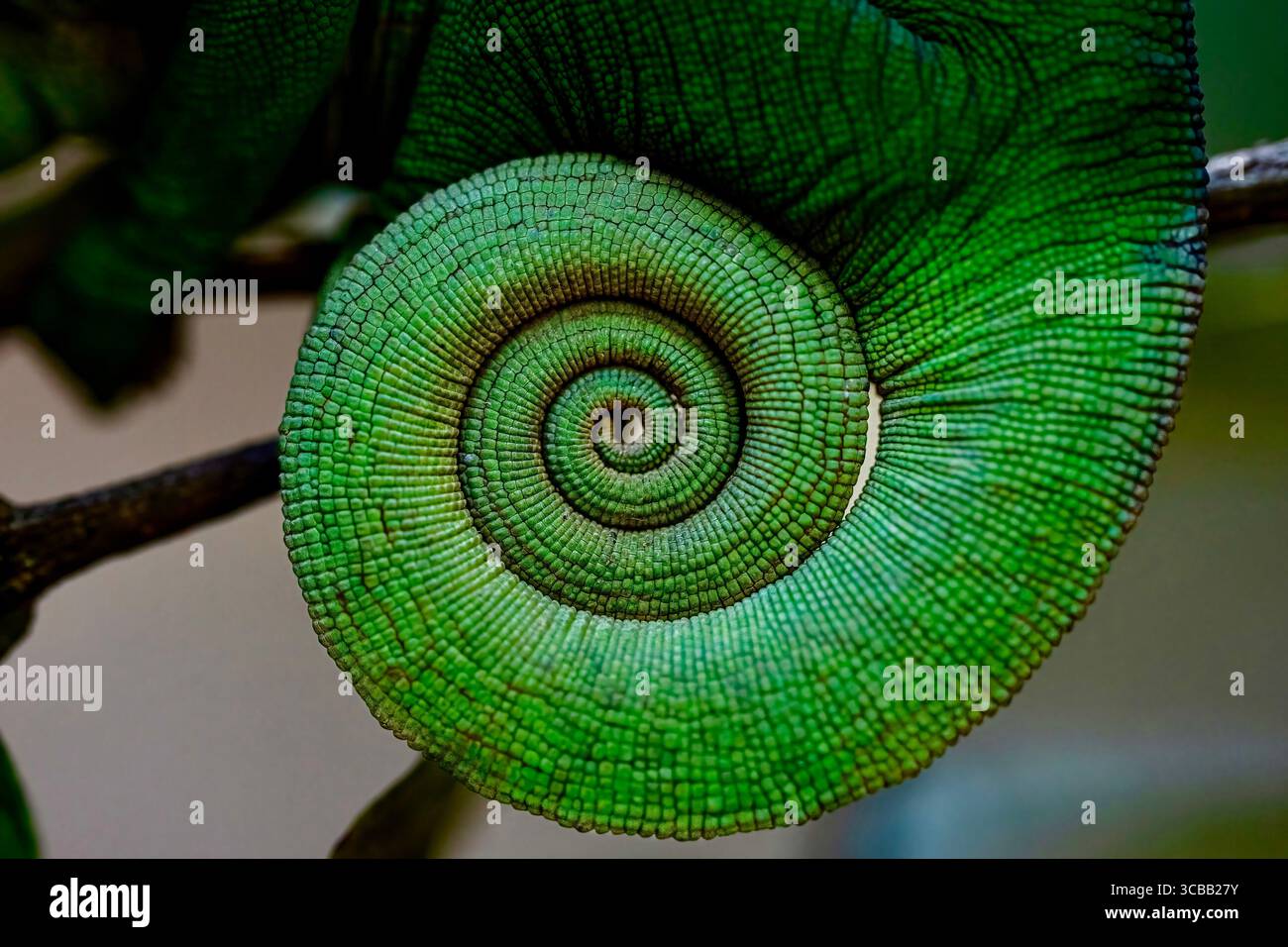 Chamäleon auf einem Ast entlang des Pangalanes Canal in Madagaskar, mit lebhaften Farben und komplizierten Hautmustern in natürlichem Licht. Stockfoto