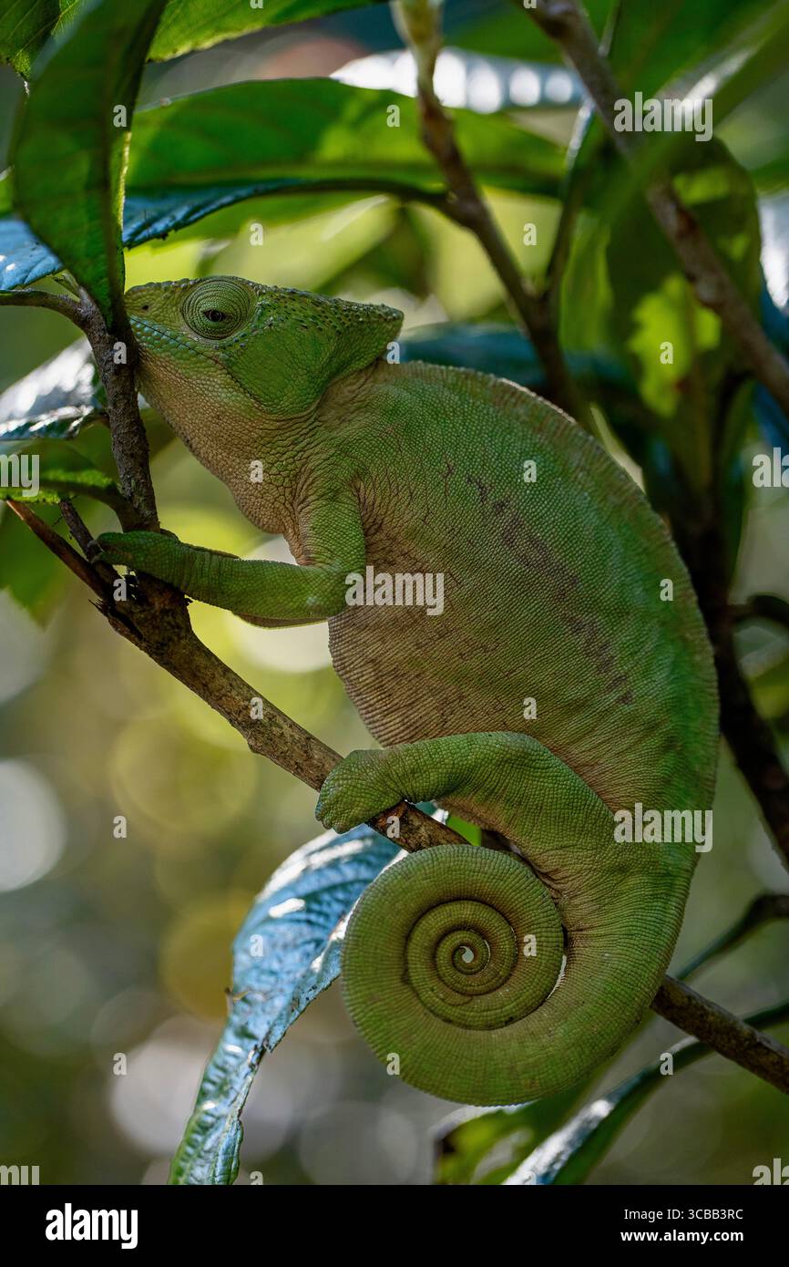 Chamäleon auf einem Ast entlang des Pangalanes Canal in Madagaskar, mit lebhaften Farben und komplizierten Hautmustern in natürlichem Licht. Stockfoto