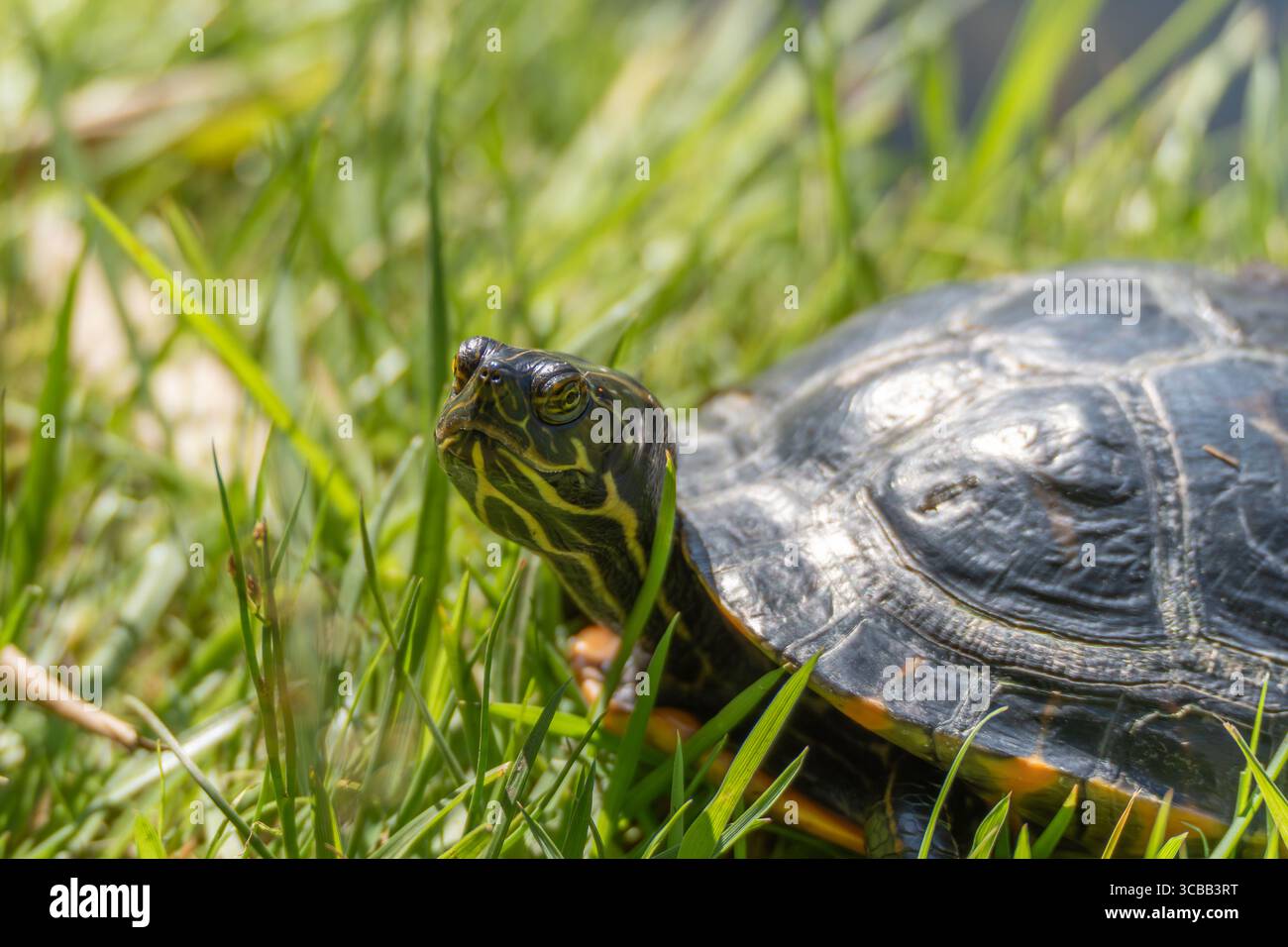 Nahaufnahme des Kopfes einer Schildkröte. Nahaufnahme des Kopfes einer Schildkröte mit gelben Streifen im grünen Gras. Sein Blick wirkt wachsam und ruhig zugleich Stockfoto