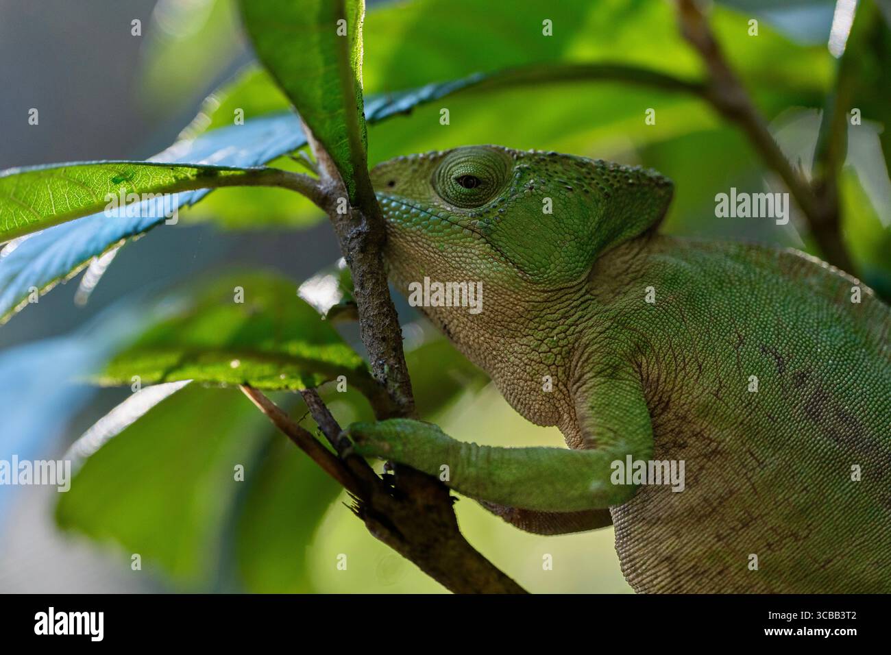 Chamäleon auf einem Ast entlang des Pangalanes Canal in Madagaskar, mit lebhaften Farben und komplizierten Hautmustern in natürlichem Licht. Stockfoto