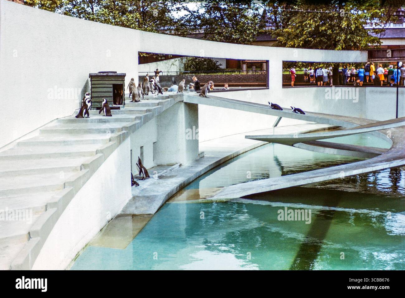 London Zoo in den 1960er Jahren in Farbe. Lubetkin Pinguin Pool. Die Anlage wurde von Berthold Lubetkin entworfen, einem Mitglied der Tecton Group of Architects. Es ist um einen elliptischen Pool gebaut und verfügt über zwei ineinander verzahnte Spiralrampen aus Stahlbeton von Ove Arup. Der Lubetkin Penguin Pool wurde 1934 fertiggestellt. Stockfoto