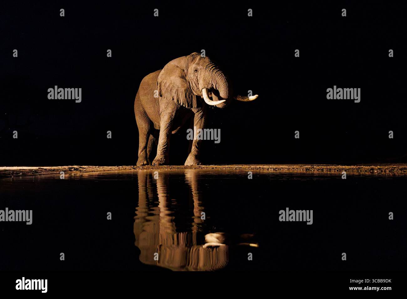 Kenia, Shompole Community, Shompole Wilderness, African Savanna Elephant oder Savanna Elephant (Loxodonta africana), trinken nachts am Wasserloch Stockfoto