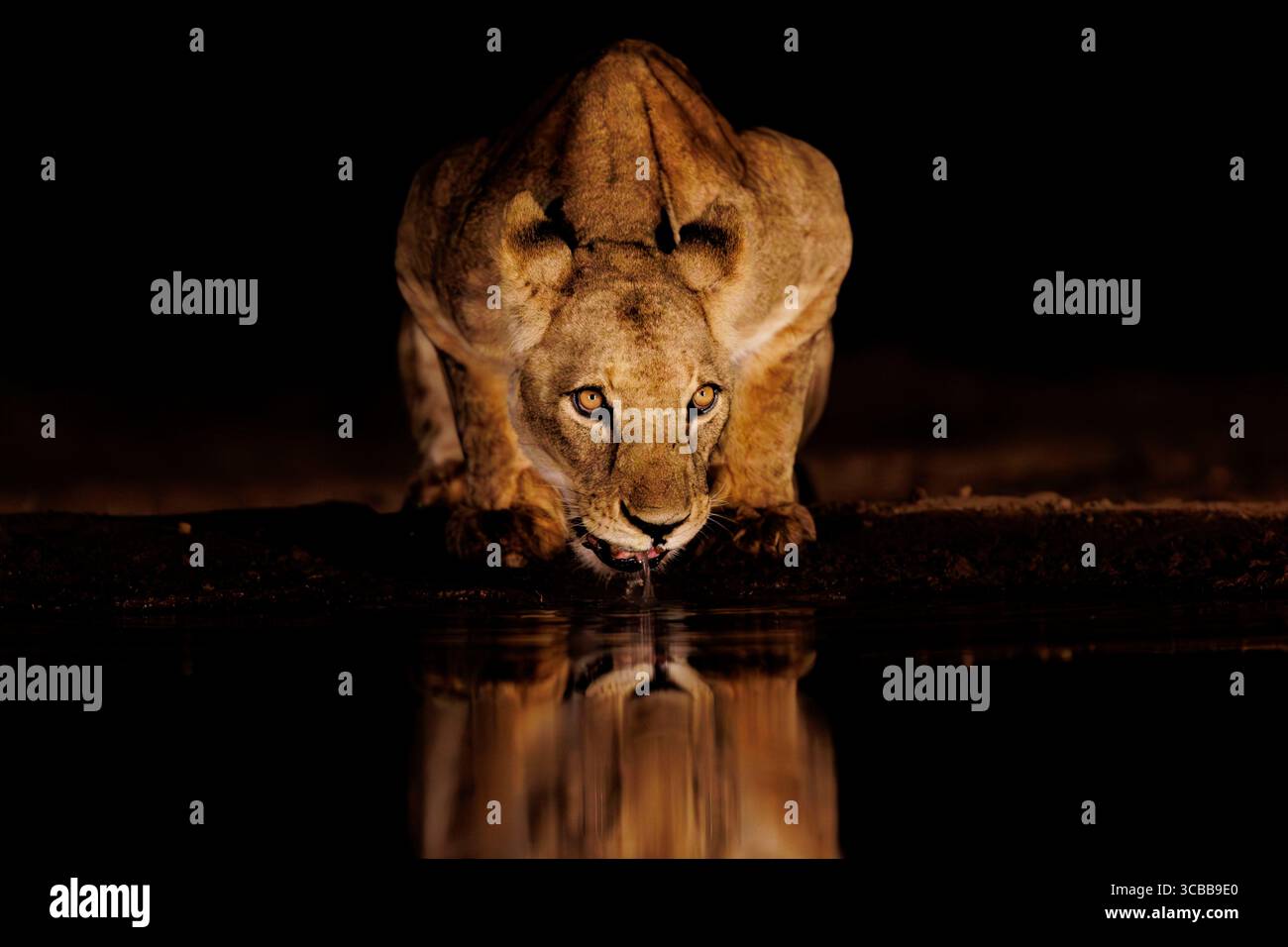 Kenia, Shompole Community, Shompole Wildnis, Löwe (Panthera leo), trinken aus einem Teich Stockfoto