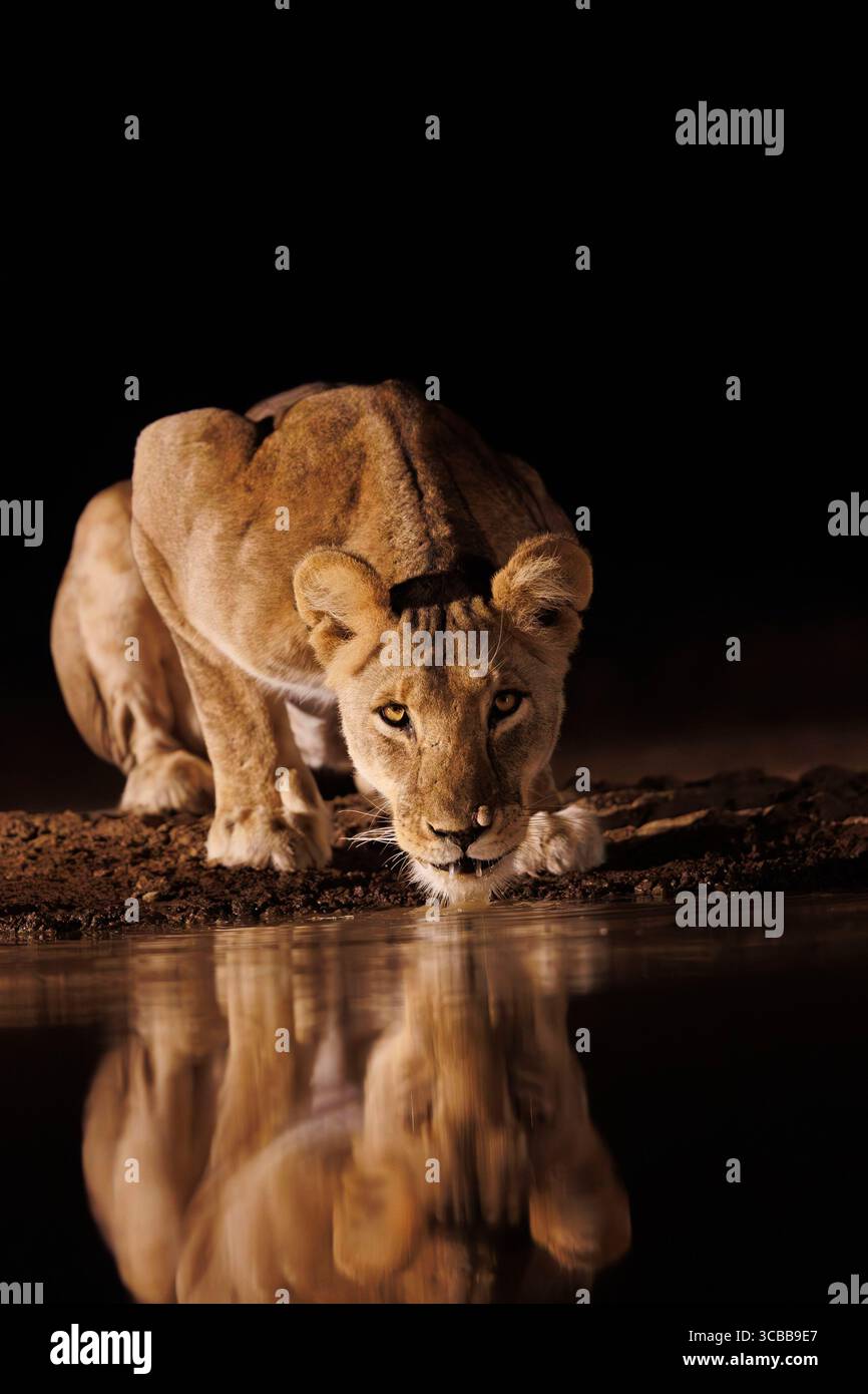 Kenia, Shompole Community, Shompole Wildnis, Löwe (Panthera leo), trinken aus einem Teich Stockfoto