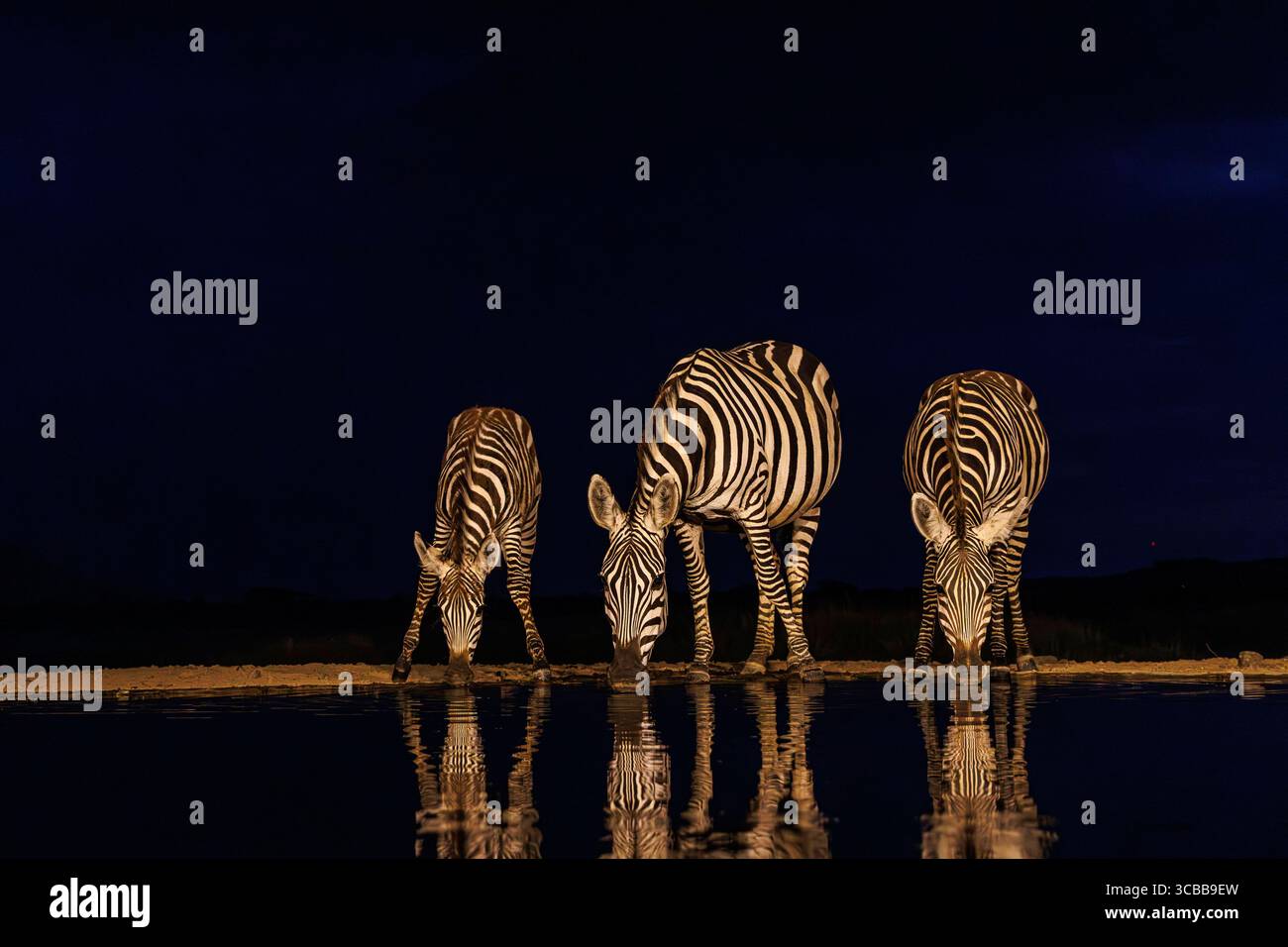 Kenia, Shompole Community, Shompole Wildnis, Burchells Zebra (Equus quagga syn. Equus burchellii), trinken Sie nachts aus einem Wasserloch Stockfoto