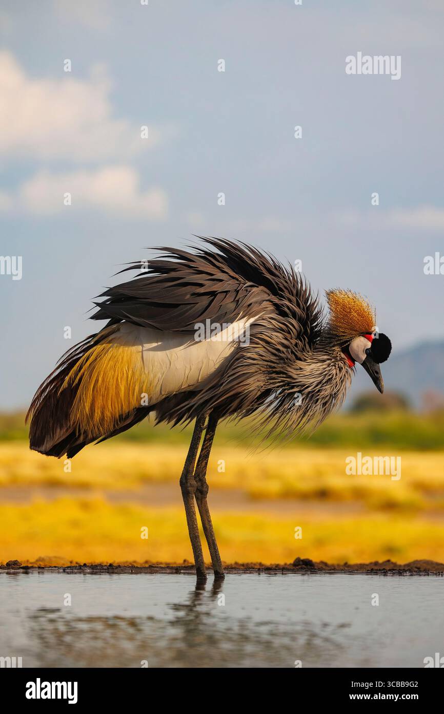 Kenia, Shompole Community, Shompole Wildnis, Schwarzkräne (Balearica pavonina), in der Nähe eines Wasserlochs Stockfoto