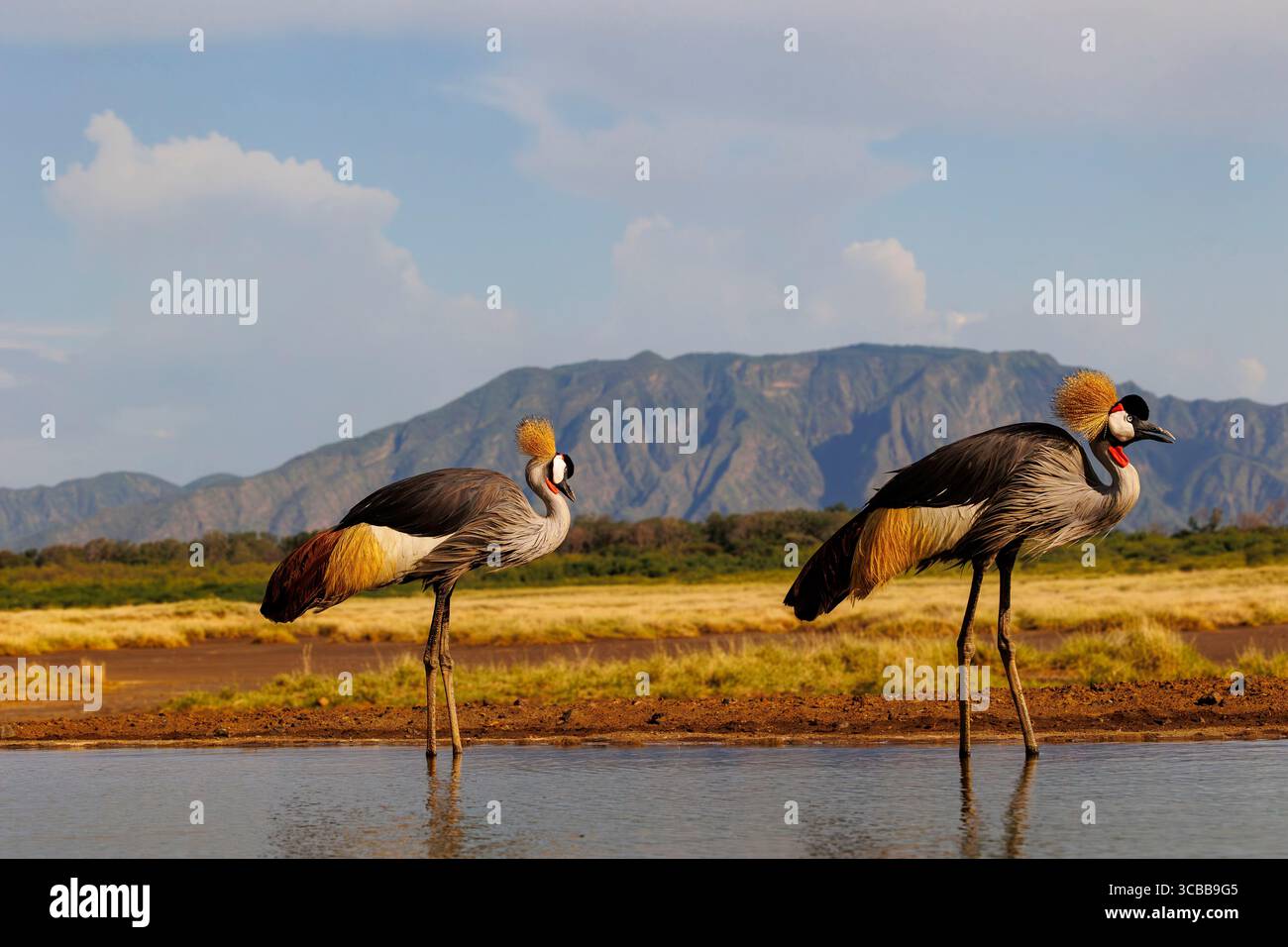 Kenia, Shompole Community, Shompole Wildnis, Schwarzkräne (Balearica pavonina), Paar in der Nähe eines Wasserlochs Stockfoto