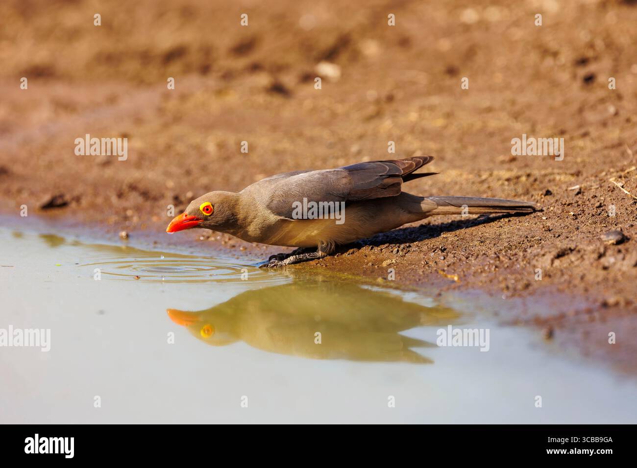 Kenia, Shompole Community, Shompole Wildnis, buschige Savannenlandschaft, Rotschnabeloxspecht (Buphagus erythrorynchus), der aus einem Wasserloch trinkt Stockfoto