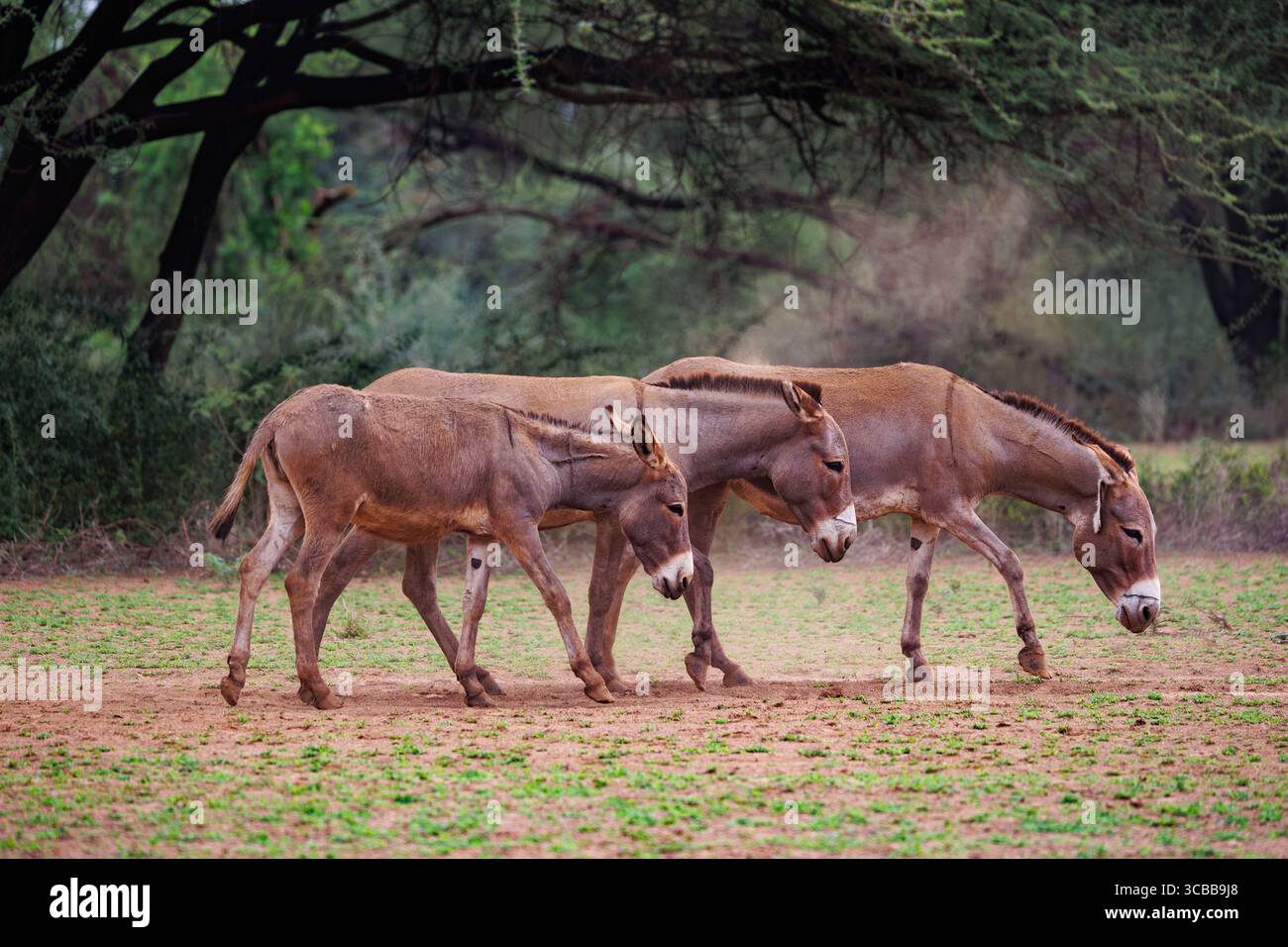 Kenia, Shompole Community, Shompole Wilderness, Esel Haustiere, die von Masai benutzt werden, um Waren zu transportieren und <+ Stockfoto