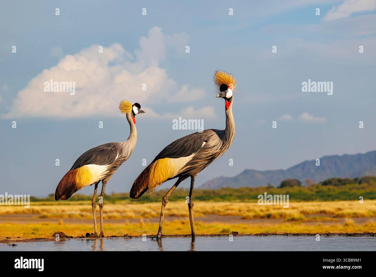 Kenia, Shompole Community, Shompole Wildnis, Schwarzkräne (Balearica pavonina), Paar in der Nähe eines Wasserlochs Stockfoto