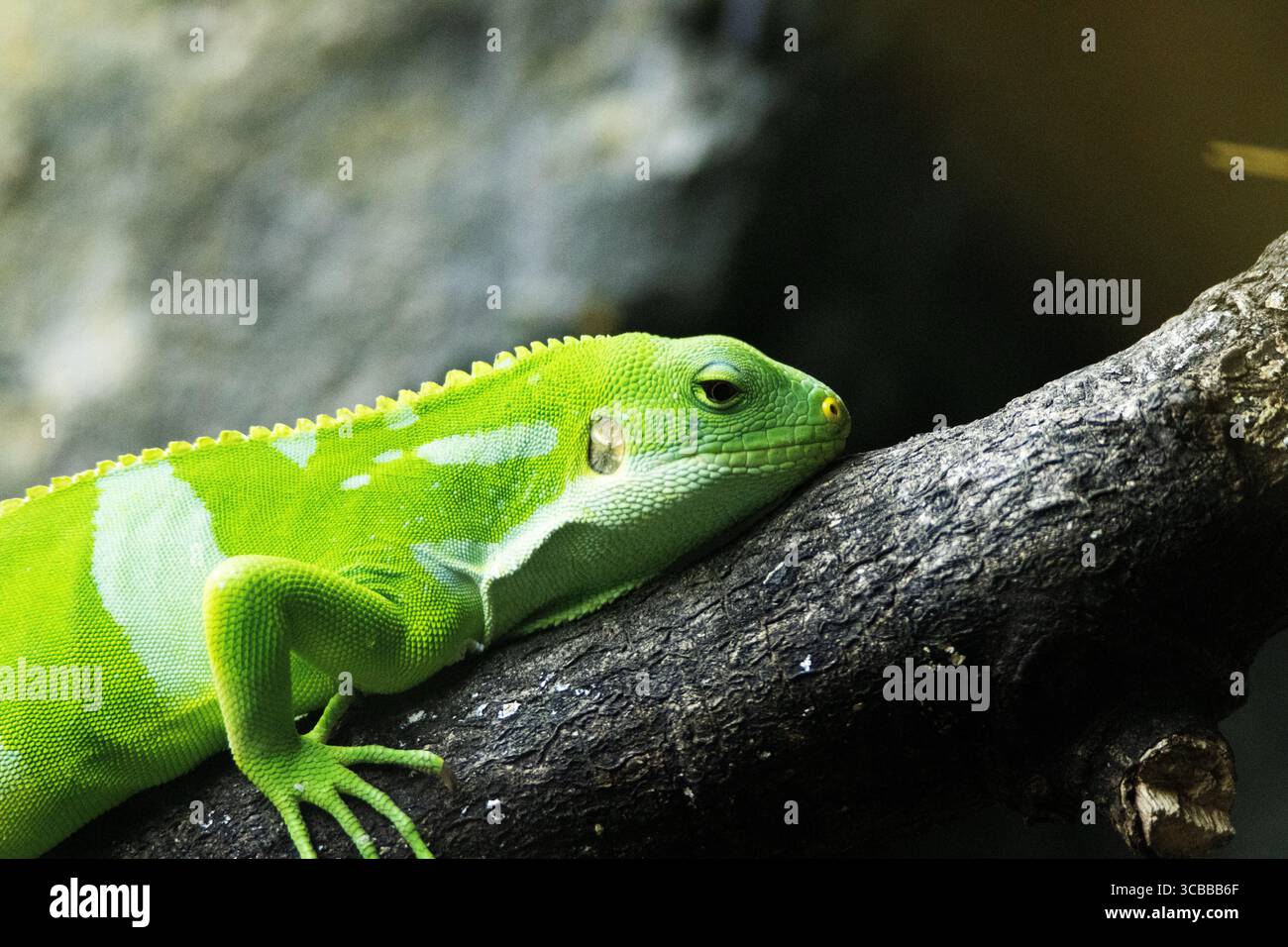Lau-Bänderleguan (Brachylophus fasciatus) arboreale Eidechse Stockfoto