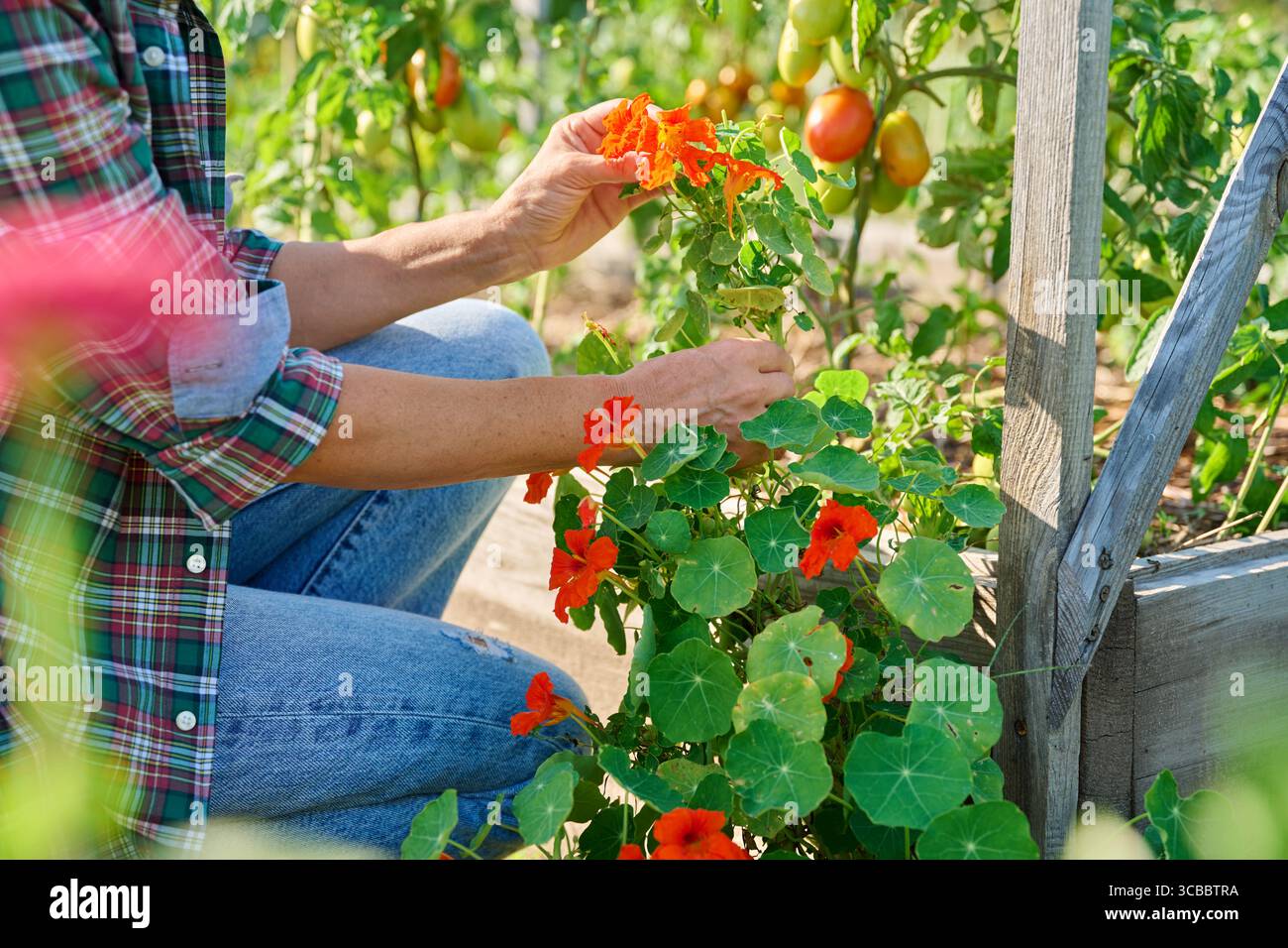 Nahaufnahme von blühendem orangefarbenen Nasturtiumstrauch in Frauenhänden, draußen Stockfoto