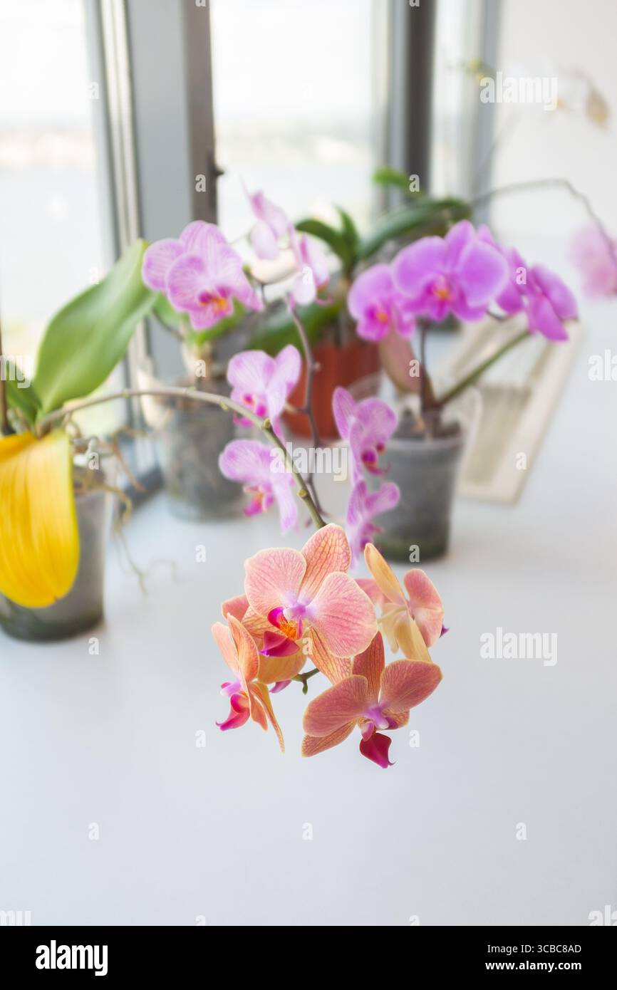 Stellen Sie Orchideen in Töpfen auf einer Fensterbank. Blühende phalaenopsis Orchideen in einem hellen Innenraum, Blick auf die vordere Blume Stockfoto