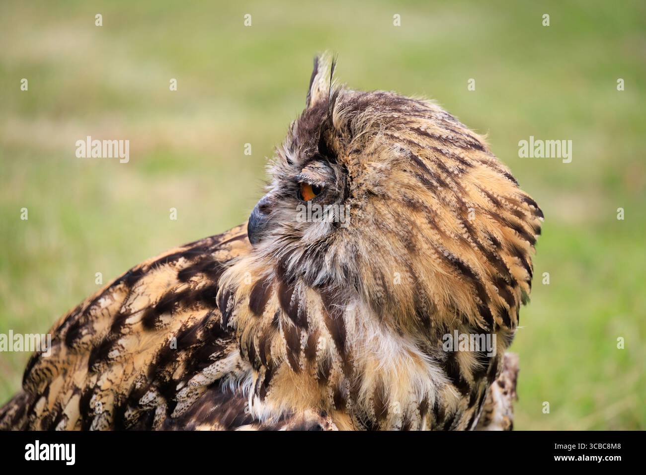 Eurasische Uhu, Bubo Bubo, der von der Kamera wegblickt mit einem grünen Grashintergrund. Stockfoto