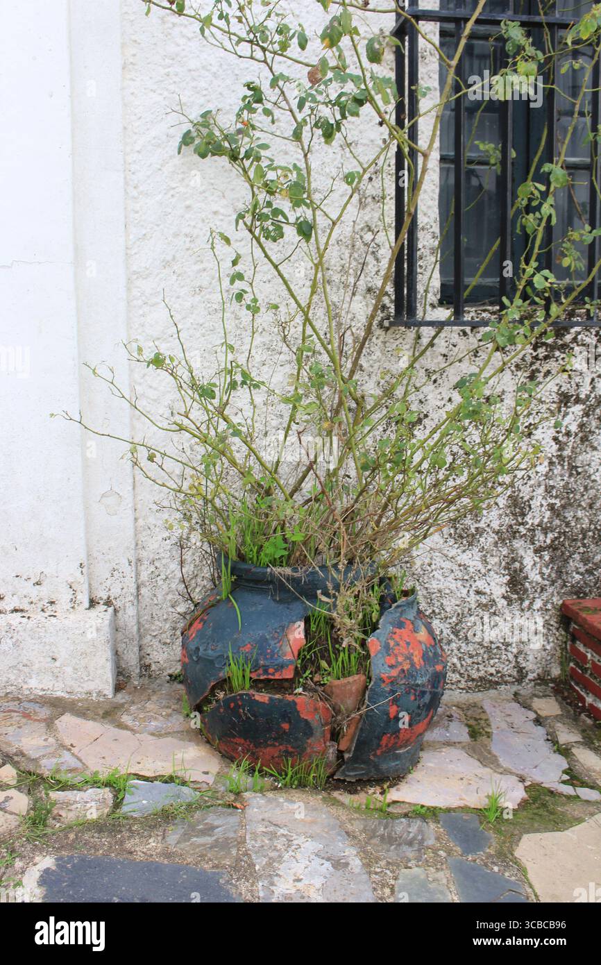 Alter runder Terrakotta-Topf in Schwarz und Orange mit einer Rosenpflanze, vor einer verwitterten Hauswand platziert. Stockfoto