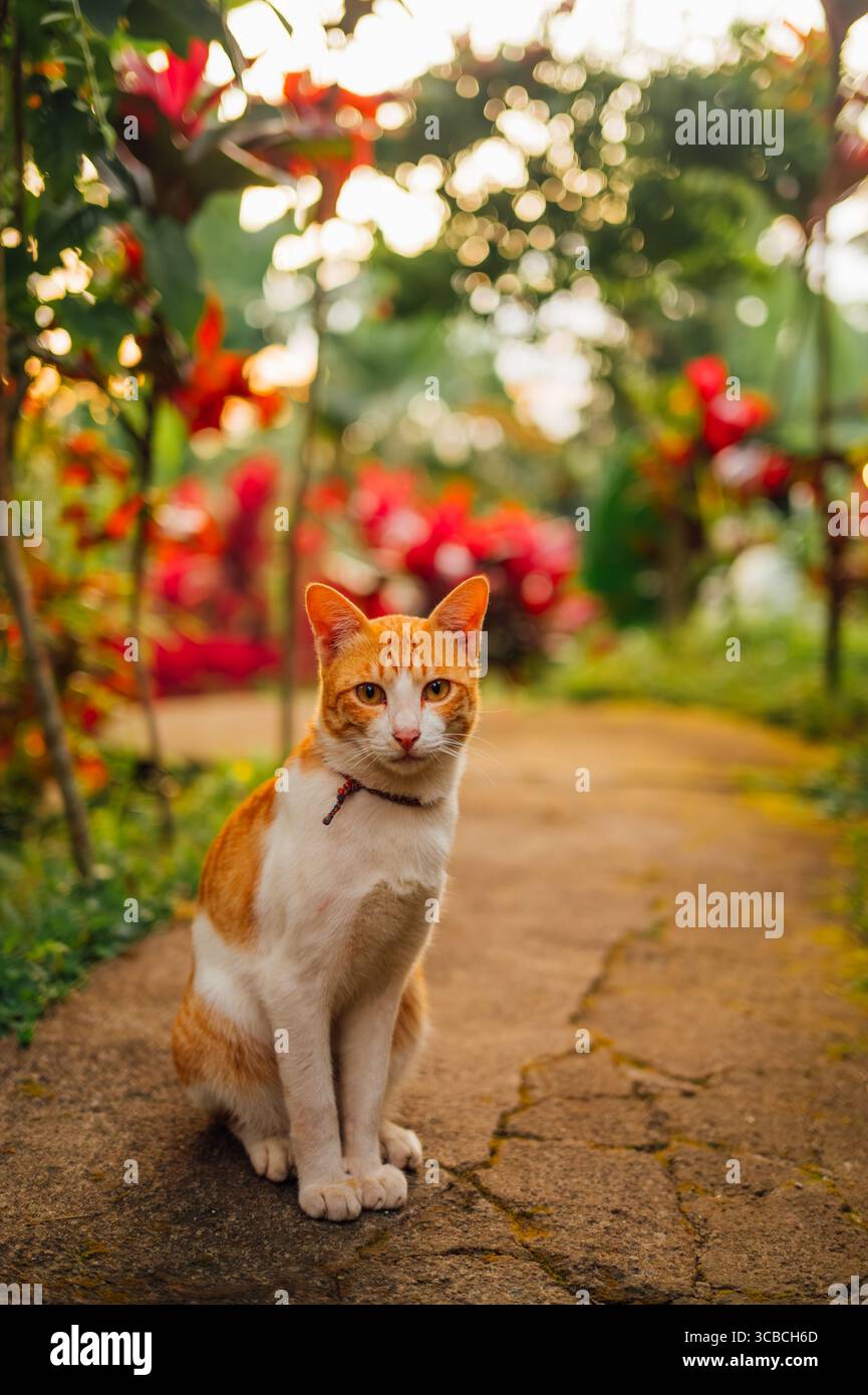 Orange Cat Porträt mit Bokeh Garten Hintergrund Tetebatu Lombok Stockfoto