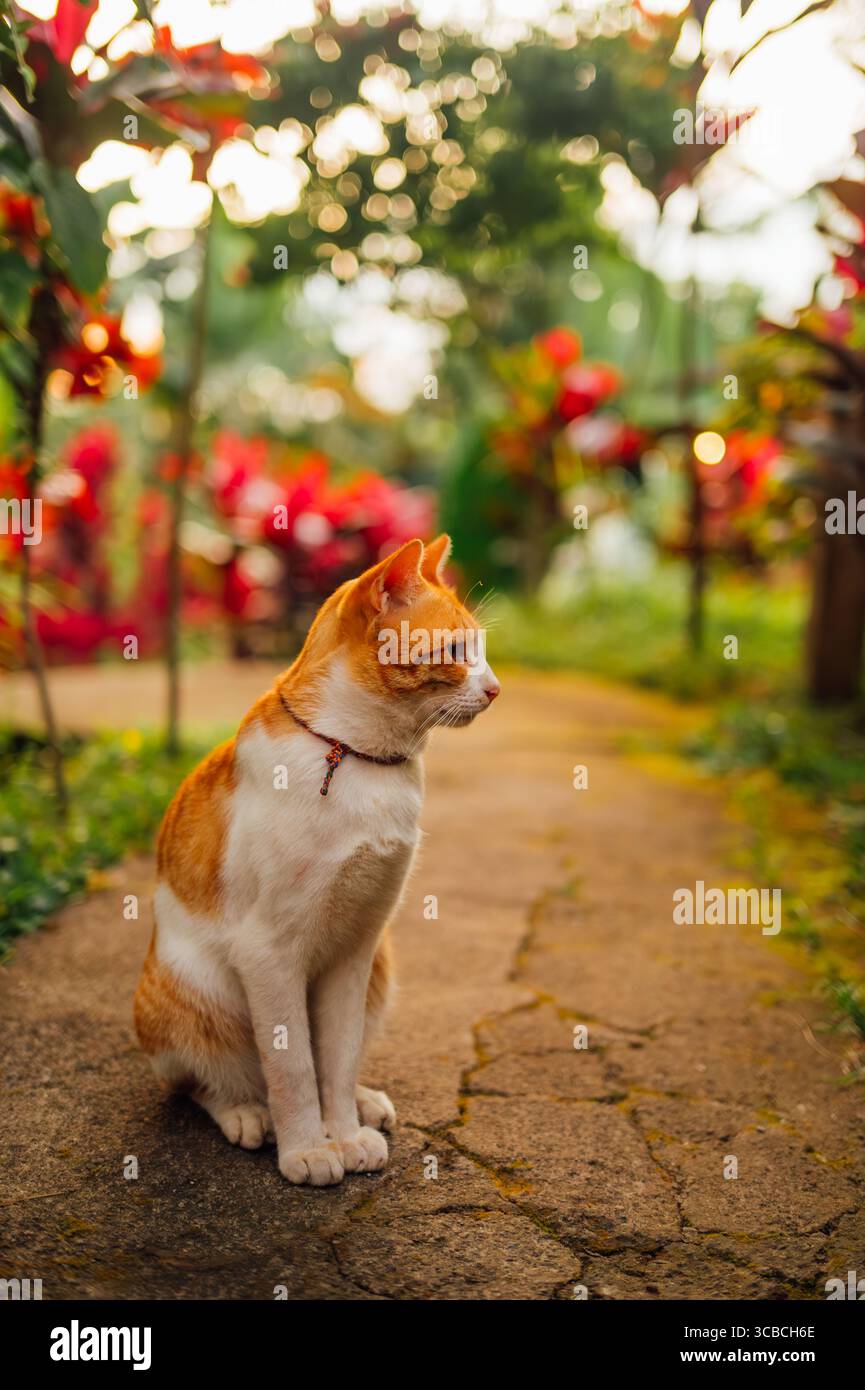 Orange Katze Porträt mit schönem Garten Hintergrund Tetebatu Lombok Stockfoto