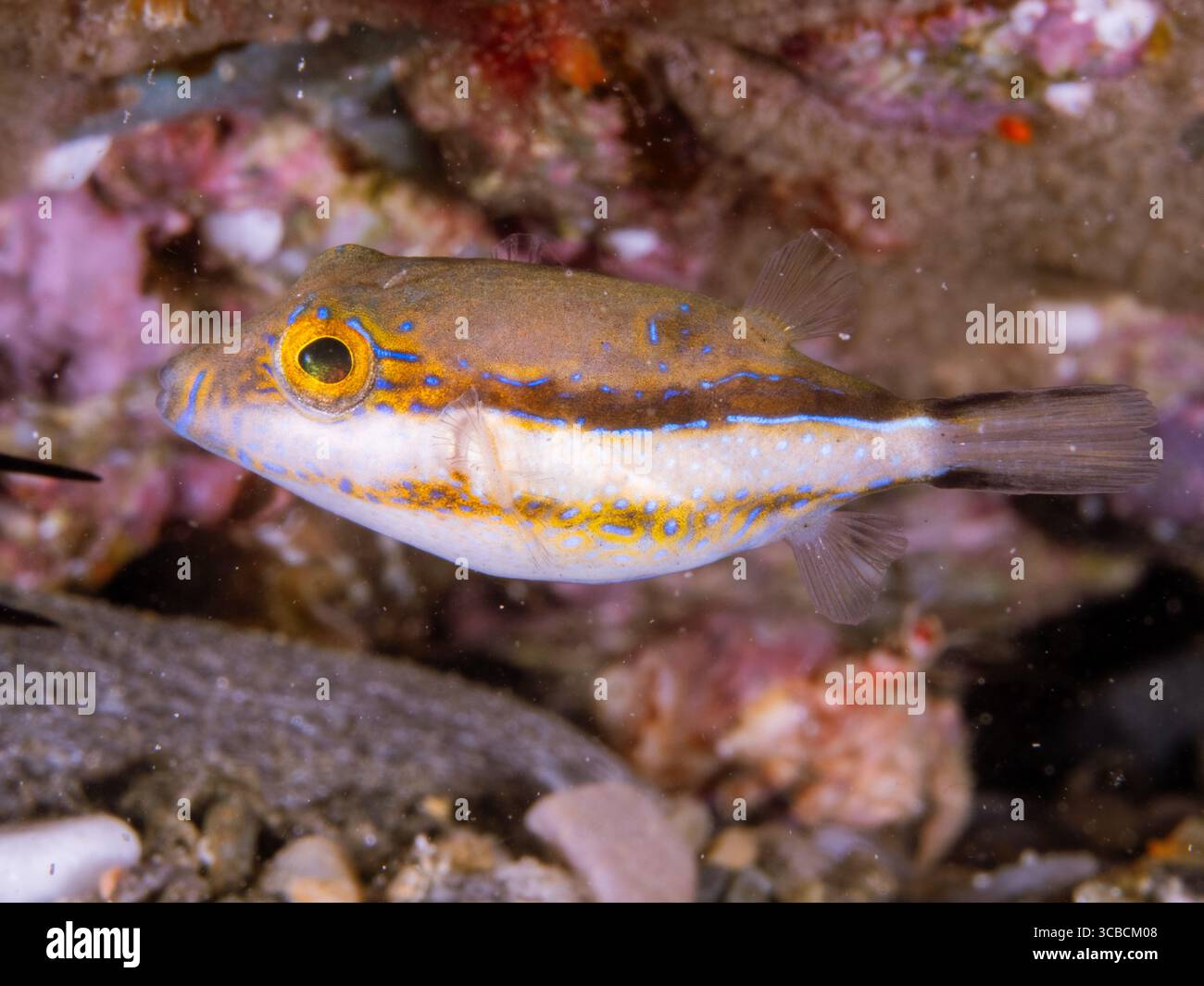 Toby-Kugelfische schwimmen in der Nähe des farbenfrohen Korallenriffs Stockfoto