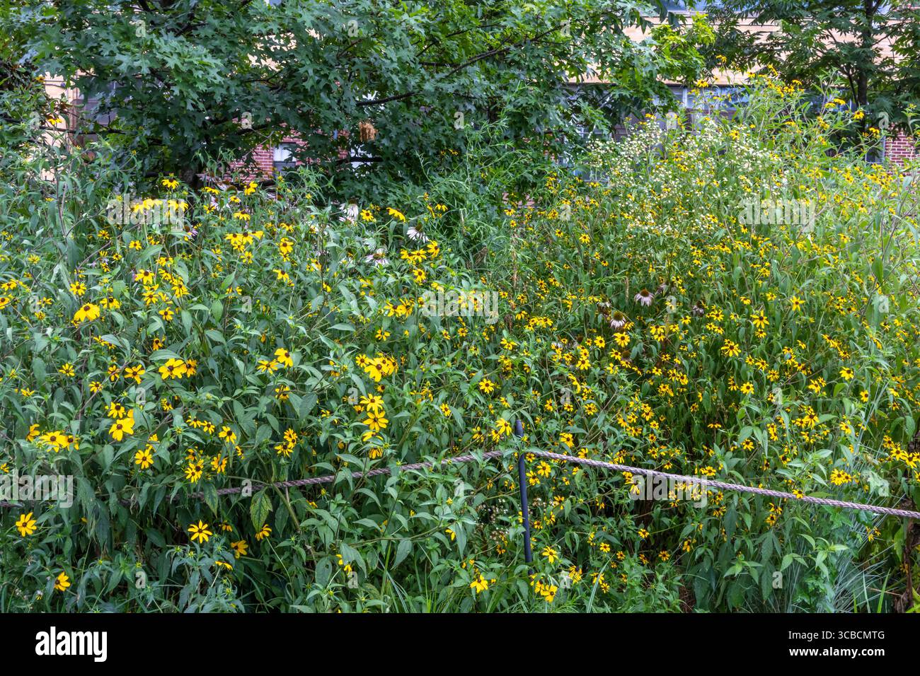 Einheimische Pflanzen auf der Beltline in Atlanta, Georgia Stockfoto