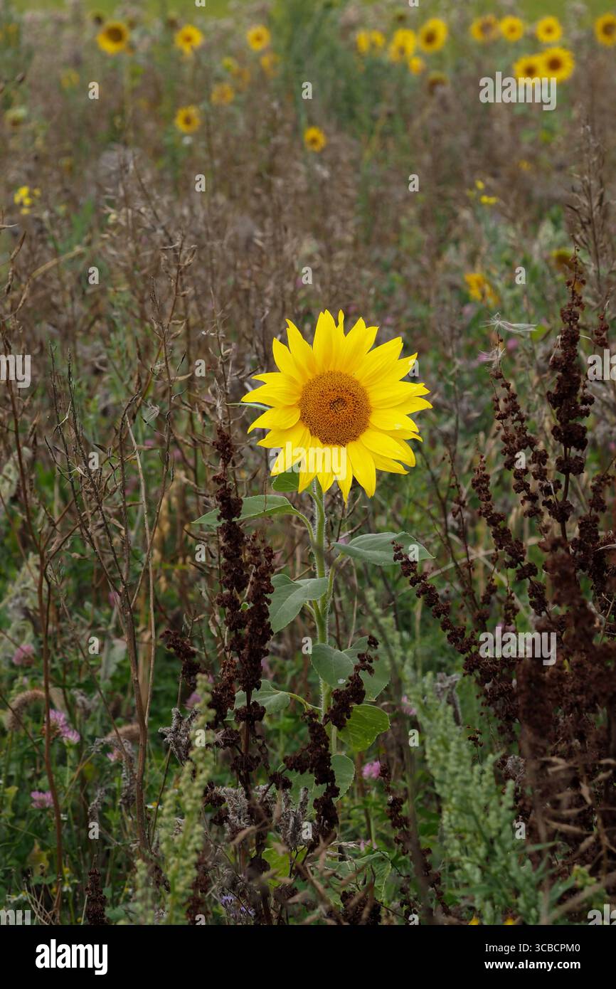 Eine einsame Sonnenblume blüht auf einem Feld, umgeben von trockenem Unkraut und wilden Gräsern. Die hellgelben Blütenblätter stehen im Kontrast zu den Erdtönen der Landschaft Stockfoto