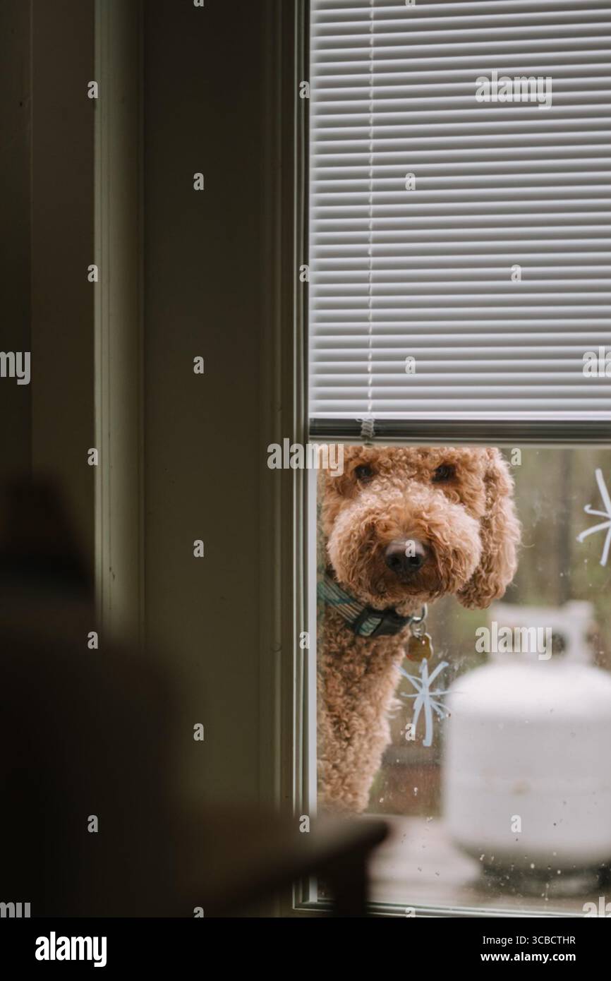 Der Hund mit lockigen Haaren blickt von außen durch Fensterläden Stockfoto