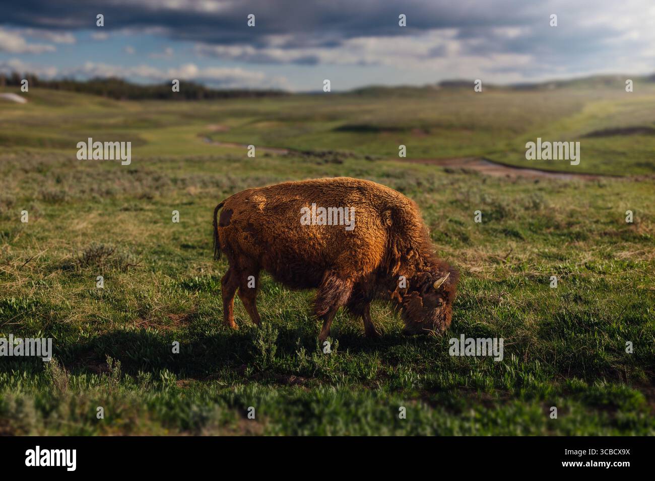 Yellowstone-Nationalpark, American Bison Stockfoto