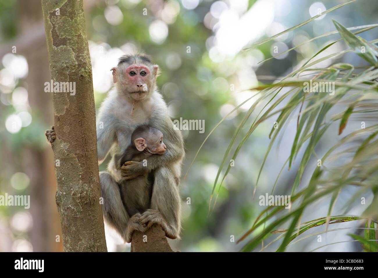 Berberaffen, Rhesusaffenmutter mit Baby, Wildtiere von Goa India, Dschungel und Regenwaldtiere Stockfoto