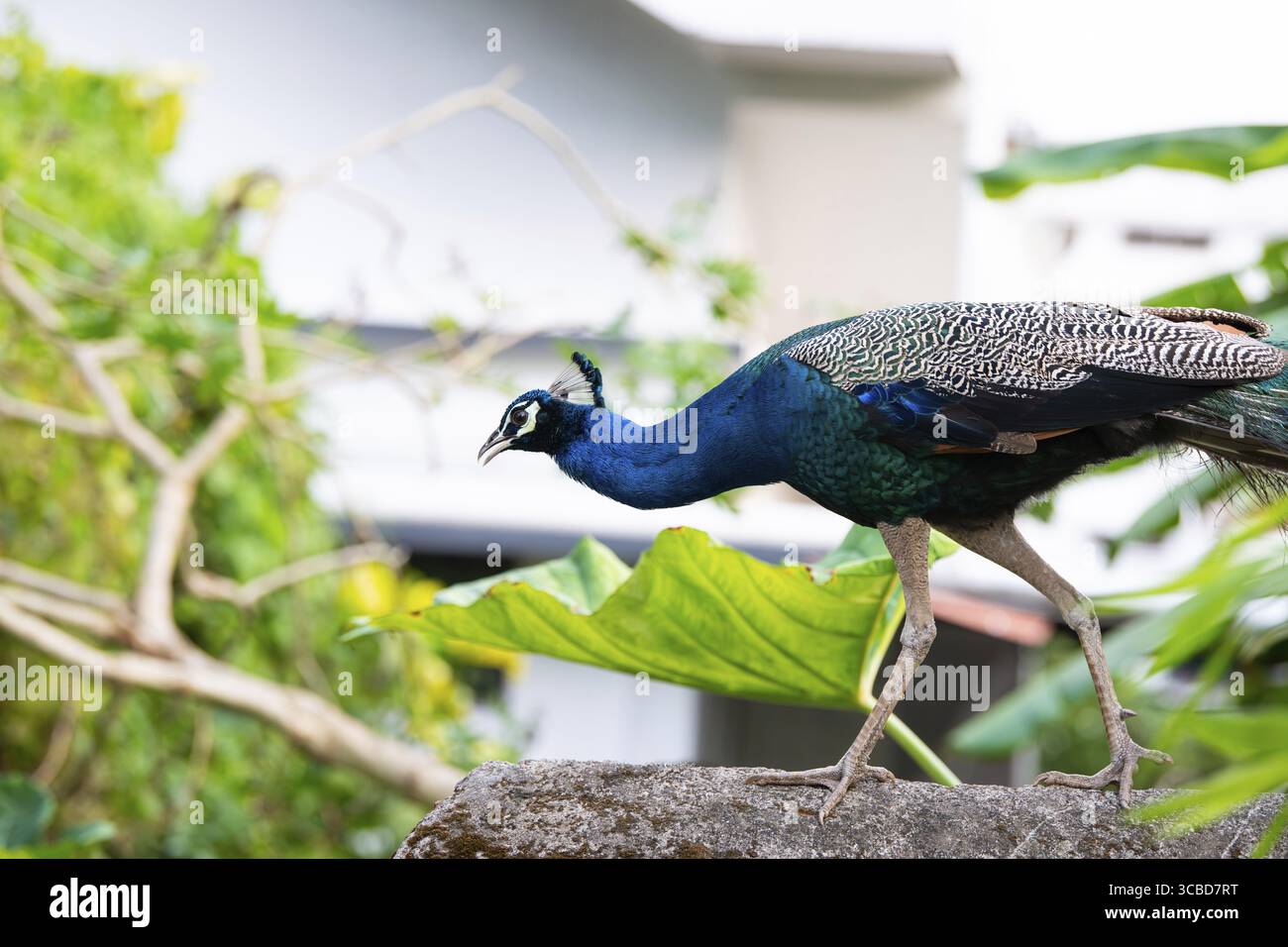 Blauer Pfau oder Pfauenvogel in einem tropischen Garten in Südindien, männlich mit bunten Schwanzfedern Stockfoto