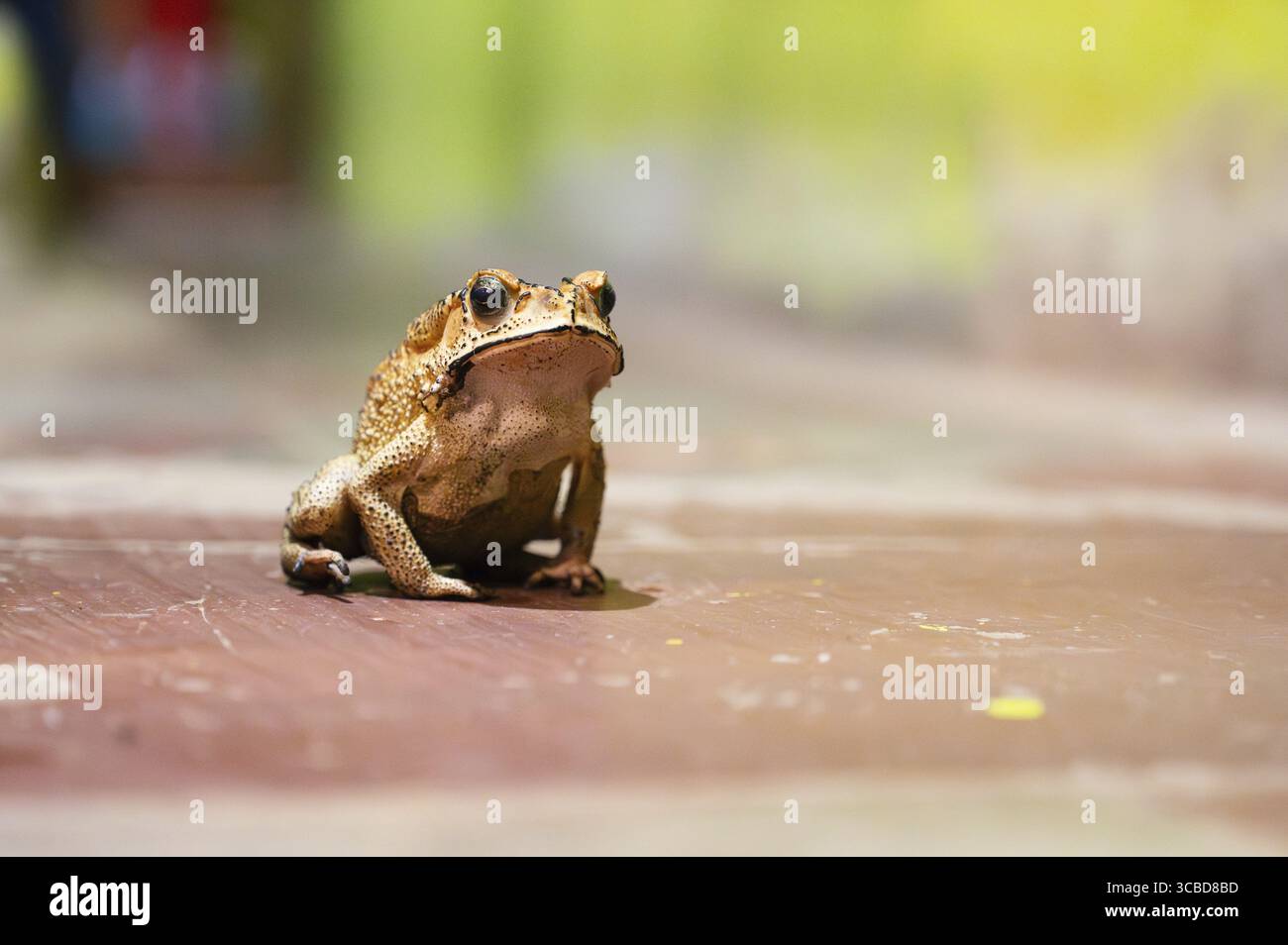 Asiatische Schwarzstachelkröte, Duttaphrynus melanostictus, invasive Amphibienreptilien, gelbe braune Farbe, dunkle Flecken und Warzen, Indien Stockfoto