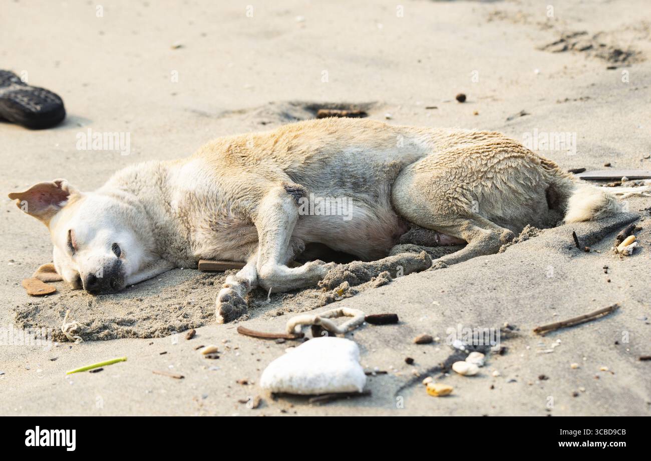 Obdachlose Straßenhunde am Strand von Kochi, Indien, verlassen und unglücklich, streunendes Haustier, indischer Pariah Hund, Müll Stockfoto