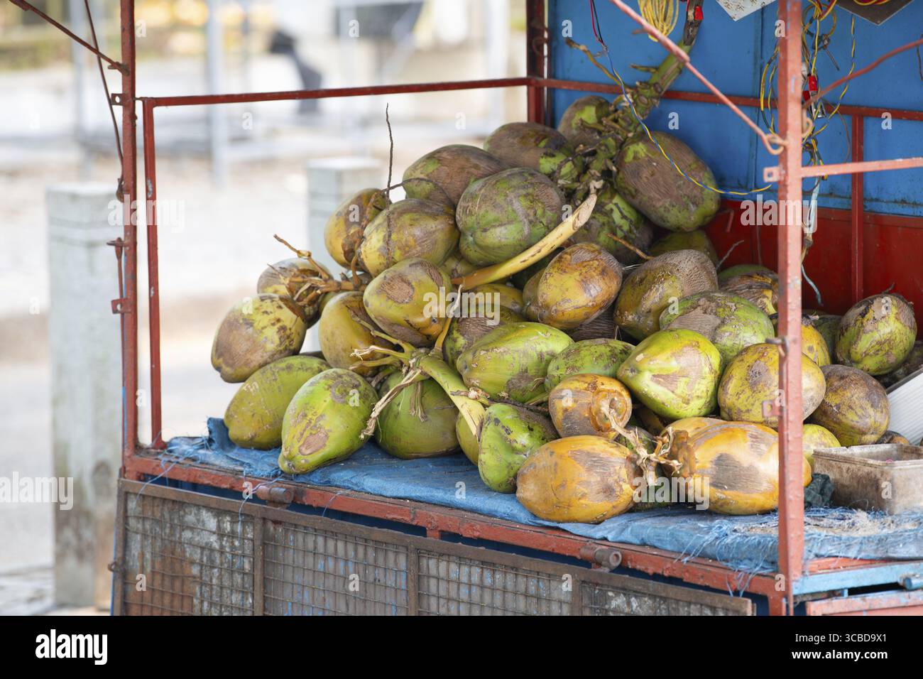 Frische Kokosnüsse an einem Marktstand in Indien, tropisches Obst und Milchgetränk, Strand von Kochi, Nam Hom Kokos Stockfoto