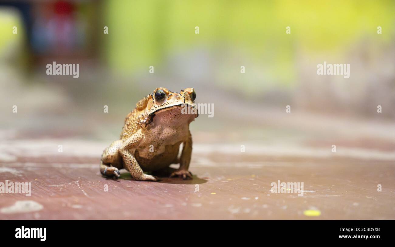 Asiatische Schwarzstachelkröte, Duttaphrynus melanostictus, invasive Amphibienreptilien, gelbe braune Farbe, dunkle Flecken und Warzen, Indien Stockfoto