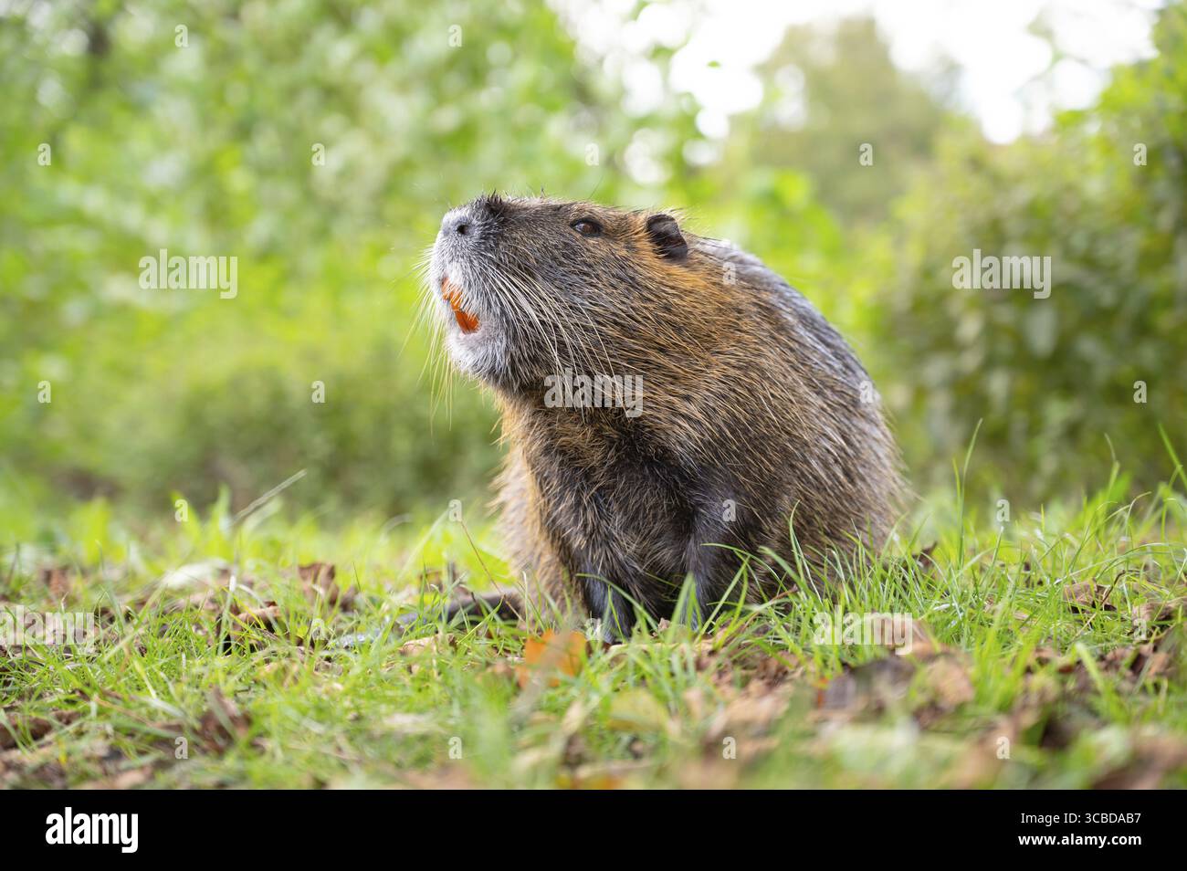 Nutria River Ratte e auf der Wiese, Wildtiere, bewohnbare Feuchtgebiete, Coypu Pflanzenfresser Stockfoto