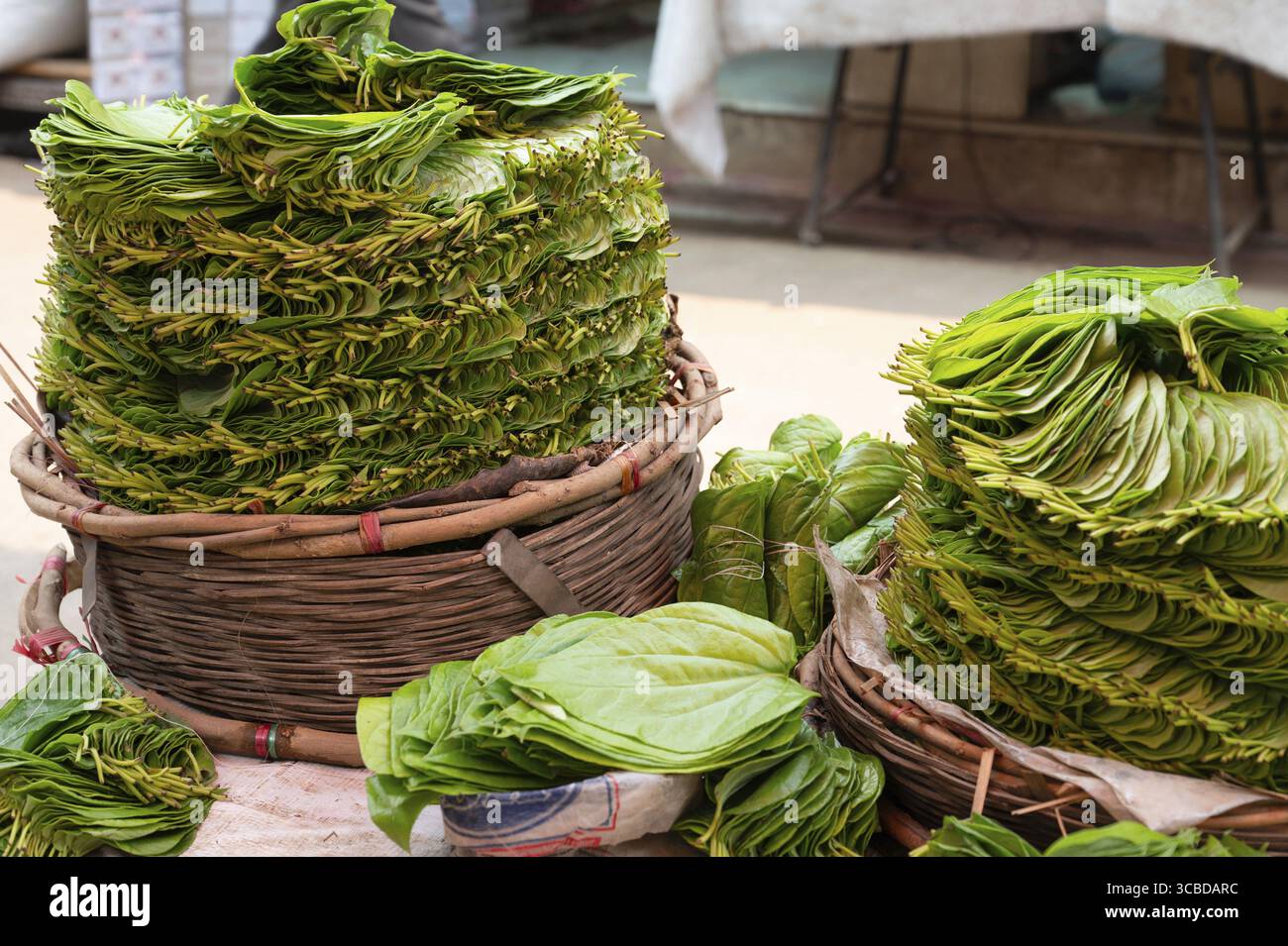 Betelblatt zum Verkauf an einem Marktstand in Indien, Piper Betle zum Kauen von Areka-Nuss, asiatischem Kraut Stockfoto