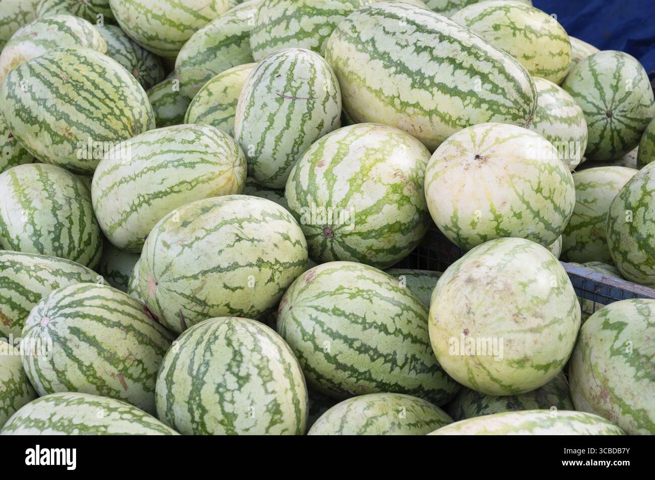 Riesige Haufen reifer Bio-Wassermelonen am Marktstand, frische tropische Früchte zum Verkauf, Citrullus lanatus Melone, Landwirtschaft und Landwirtschaft, Lebensmittel Stockfoto