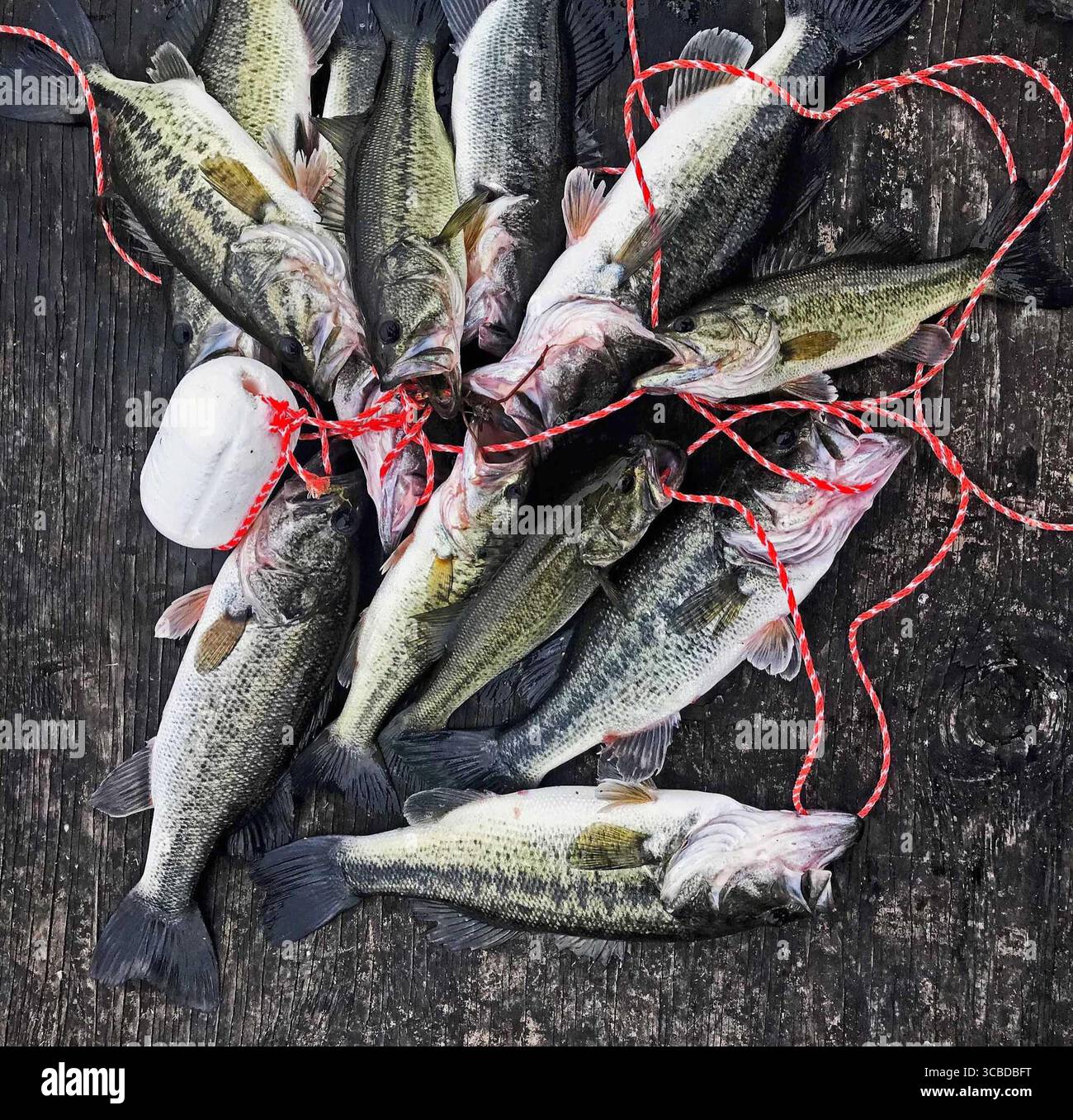 2. August 2019, San Antonio, Texas, USA: Dieser Stringer zeigt einen Teil der 26 Bässe von 8-14 Zoll, die im März in etwa 90 Minuten in einem mit Largemouths überfüllten Lagerbecken gefangen wurden und die meisten Fische dazu führen, dass sie gestunkt wurden. (Foto: © John Goodspeed/San Antonio Express-News via ZUMA Press Wire) Stockfoto