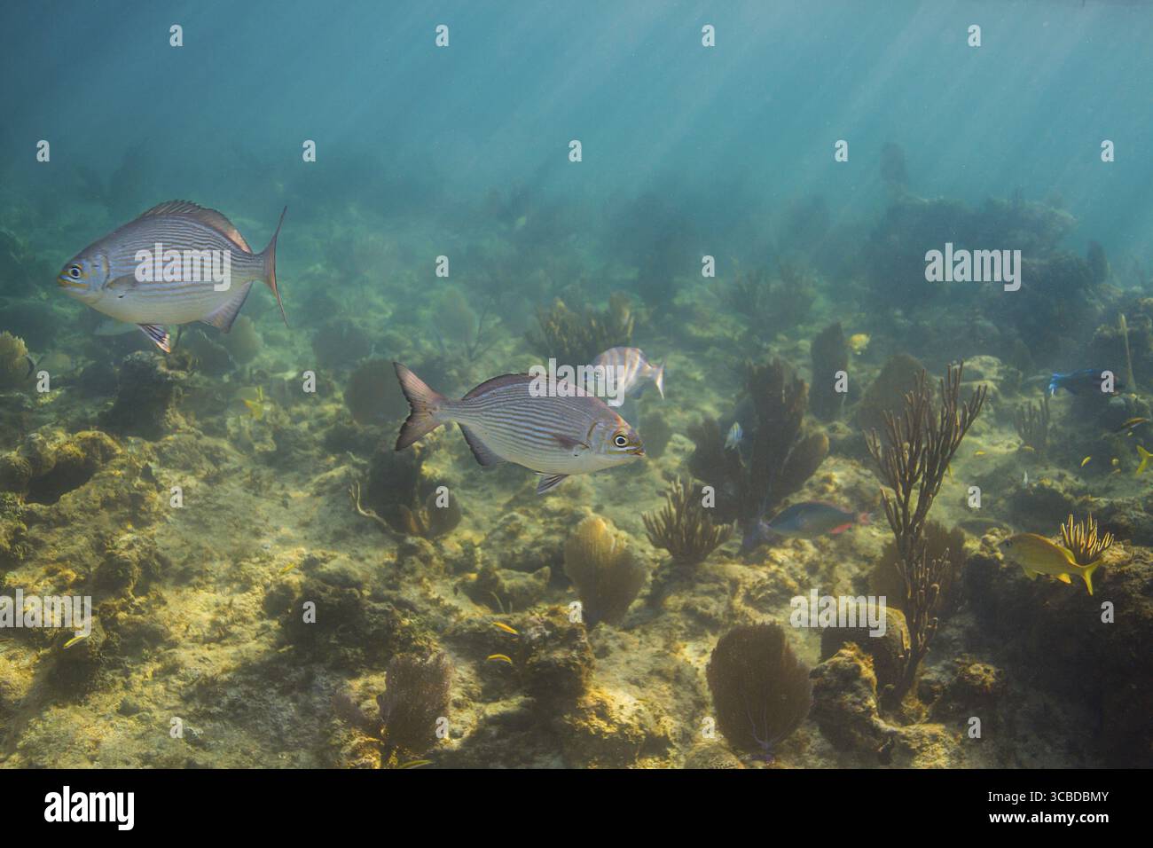 Zwei Bermuda schwimmen in einem flachen Riff Stockfoto