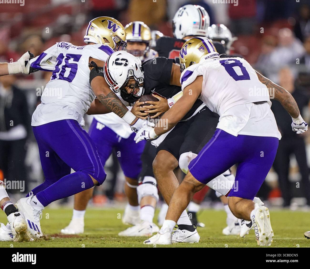 28. Oktober 2023, Stanford, Kalifornien, USA: Washington Huskies Defensive End SEKAI ASOAU-AFOA (46) und Washington Huskies Defensive End BRALEN TRICE (8) schließen sich im vierten Quartal beim Washington Huskies vs Stanford Cardinal NCAA Football Game im Stanford Stadium an. (Bild: © Jose Moreno/ZUMA Press Wire) Stockfoto