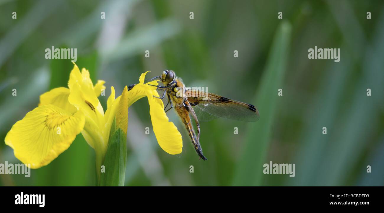 Rote Libelle sitzt auf einer gelben Blume, frisch geschlüpftes Insekt, Feuchtgebiet Haff Reimich, Naturschutzgebiet in Luxemburg Stockfoto
