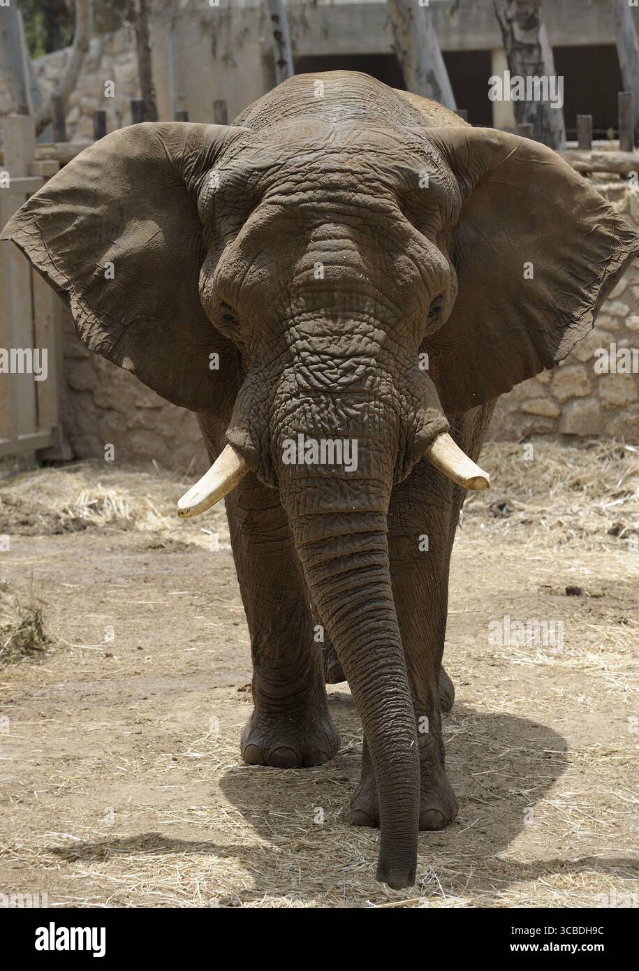 Das größte Landtier im zoo Stockfoto