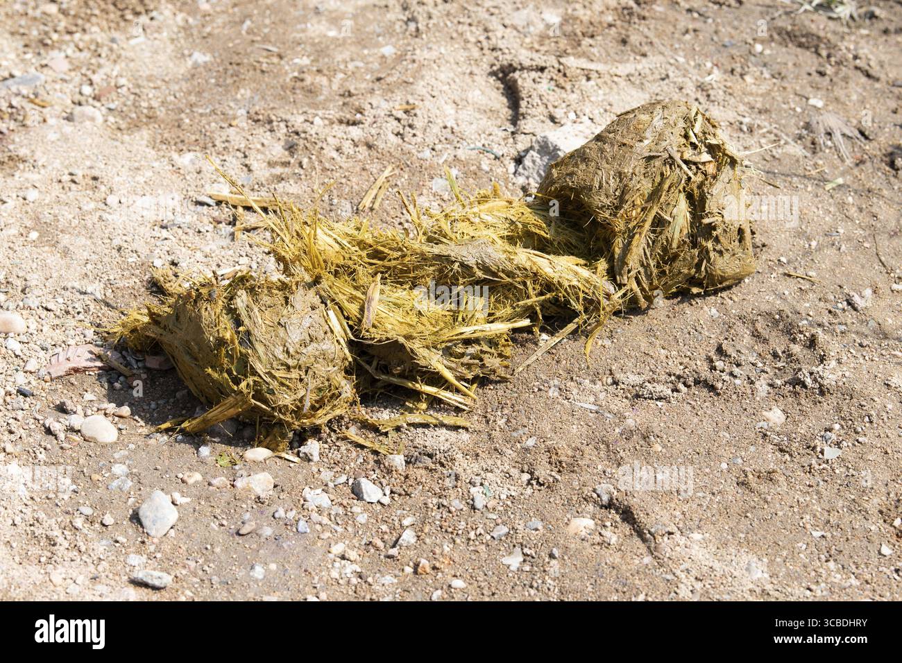 Frischer Elefantenkot, Scheißmist auf dem Boden, Exkremente von Wildtieren in Indien Stockfoto