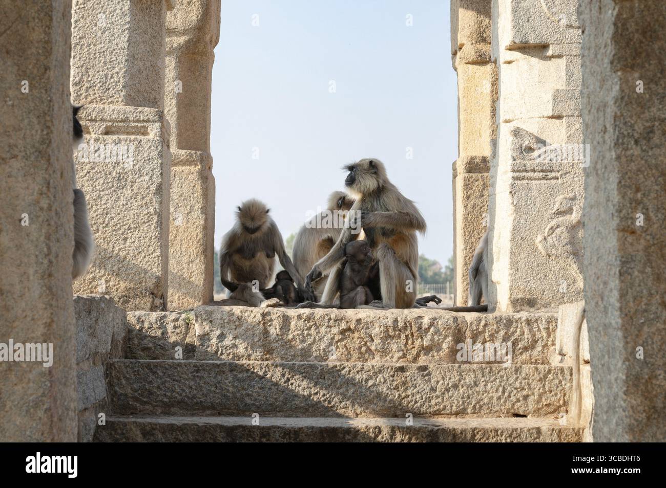 Die graue Affen-Familie der nördlichen Ebenen, der Semnopithecus entellus-Affe in einem Tempel, die Tierwelt von Hampi Indien, der Dschungel und das Regenwaldtier in der Stadt Stockfoto