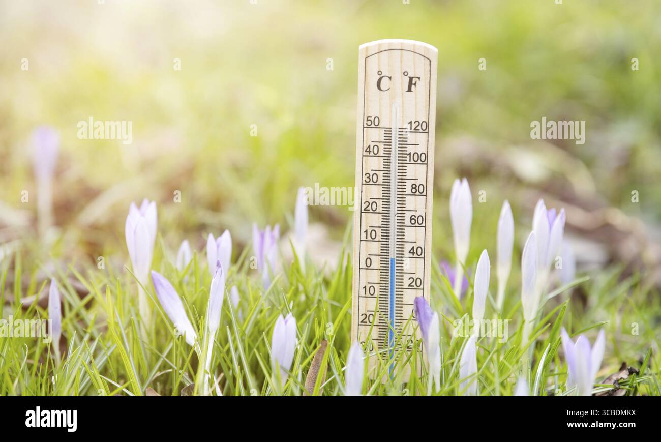 Thermometer mit Krokusblüten auf einer Wiese, sonniger Tag im Frühling, Temperaturmessung, Wettervorhersage Stockfoto