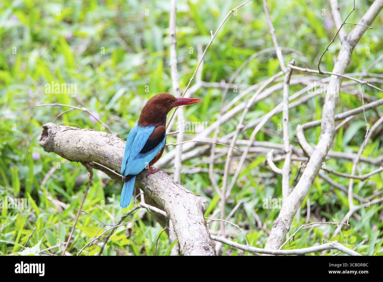 Braunester, weißer Kehlvogel in Indien, Halcyon smyrnensis sitzt auf einem Baumzweig, tropischer Vogel mit blauem und braunem Gefieder Stockfoto