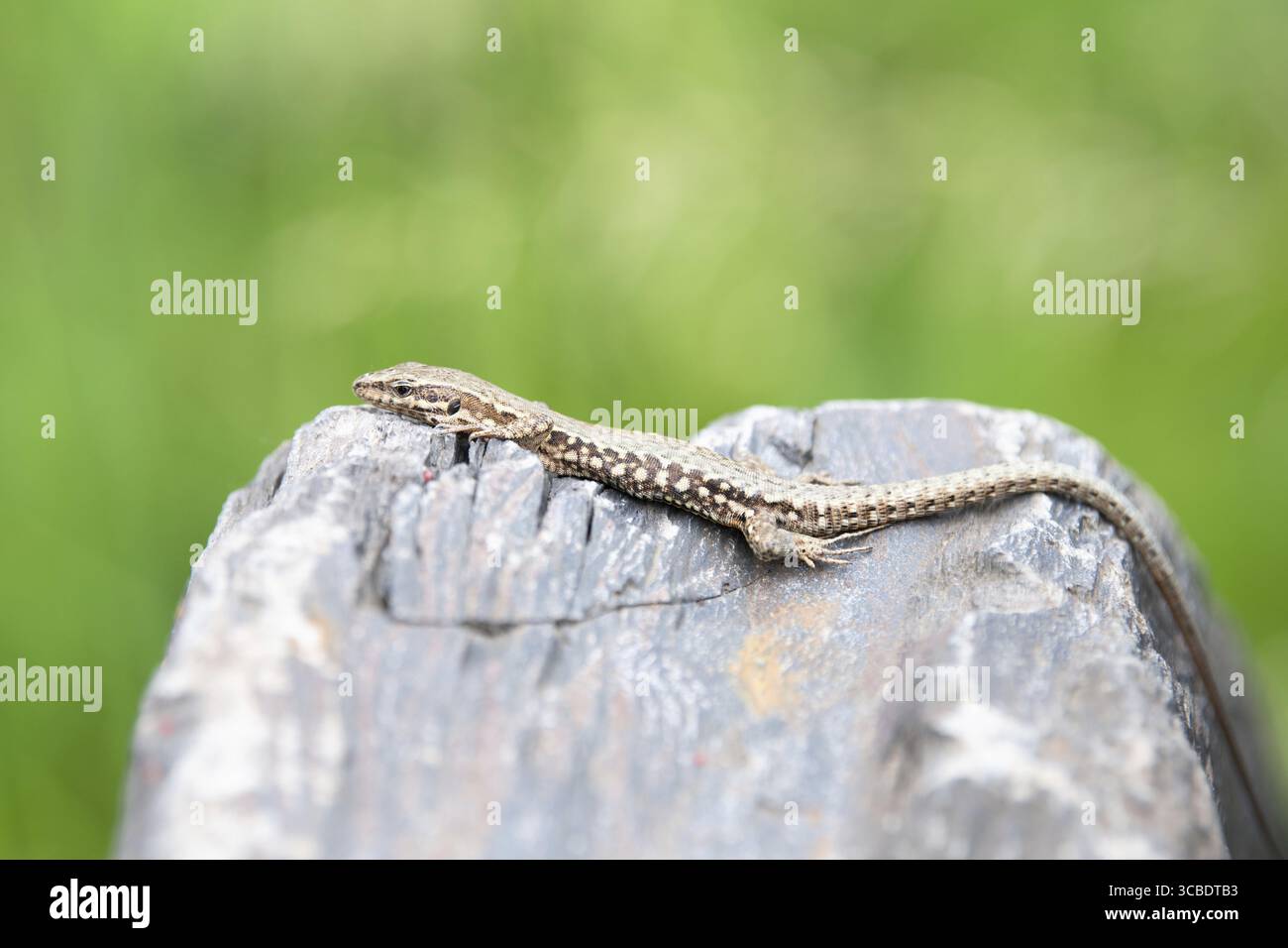 Gemeine Mauerechse auf Schieferstein, Podarcis muralis, Reptilien in Nordeuropa und Nordamerika, Wildtiere moseltal Stockfoto